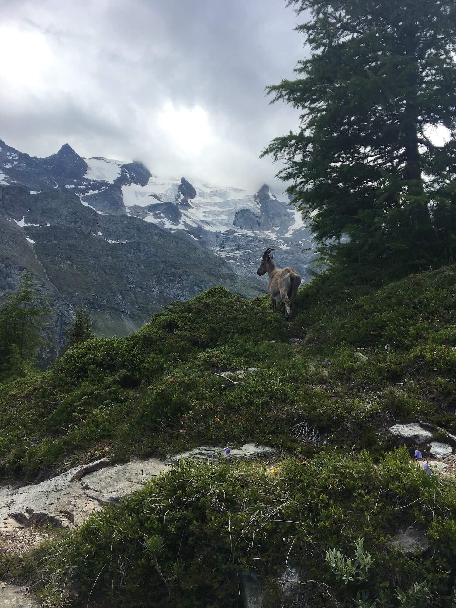 Ibex can be found along the Hohenweg