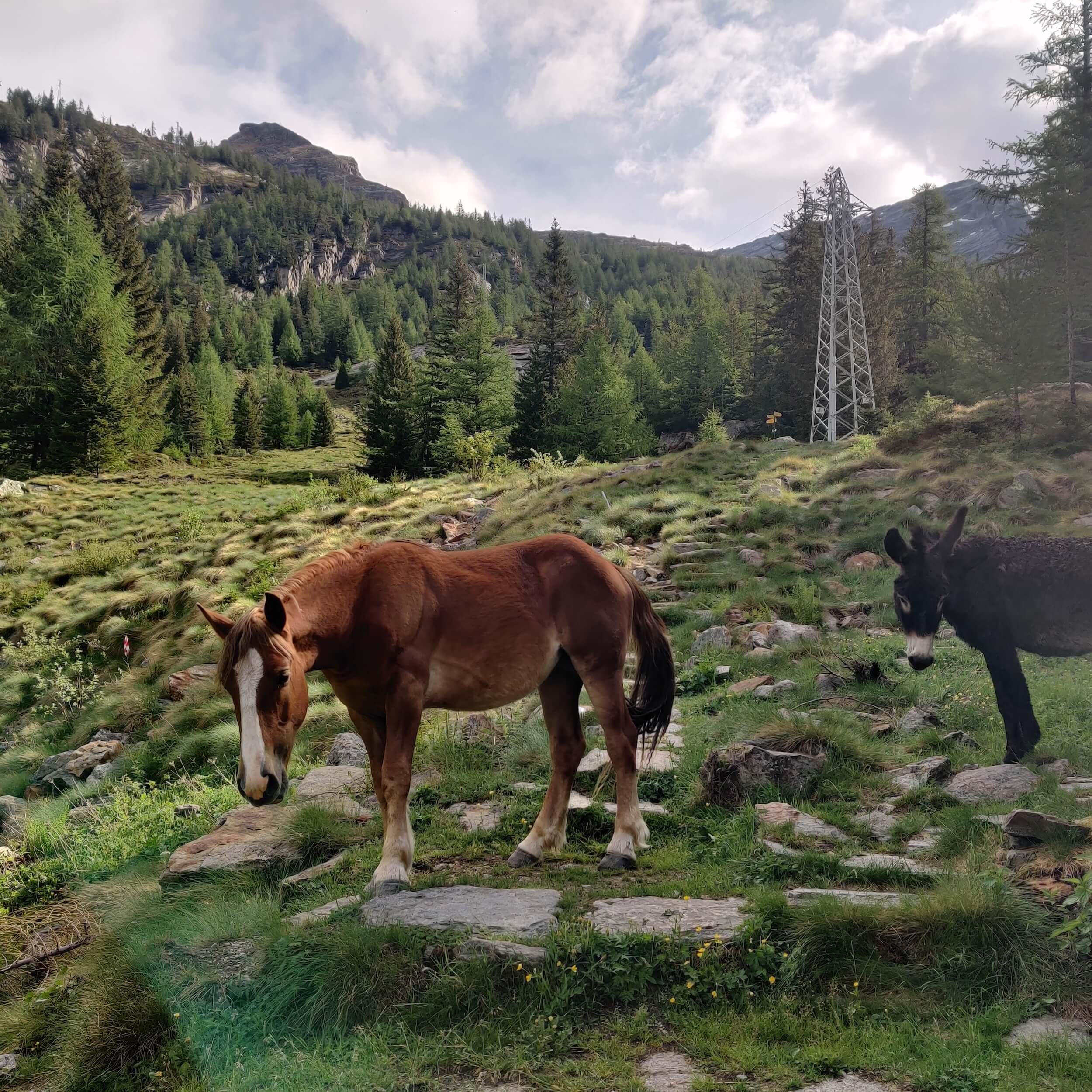 Italian horse and donkey