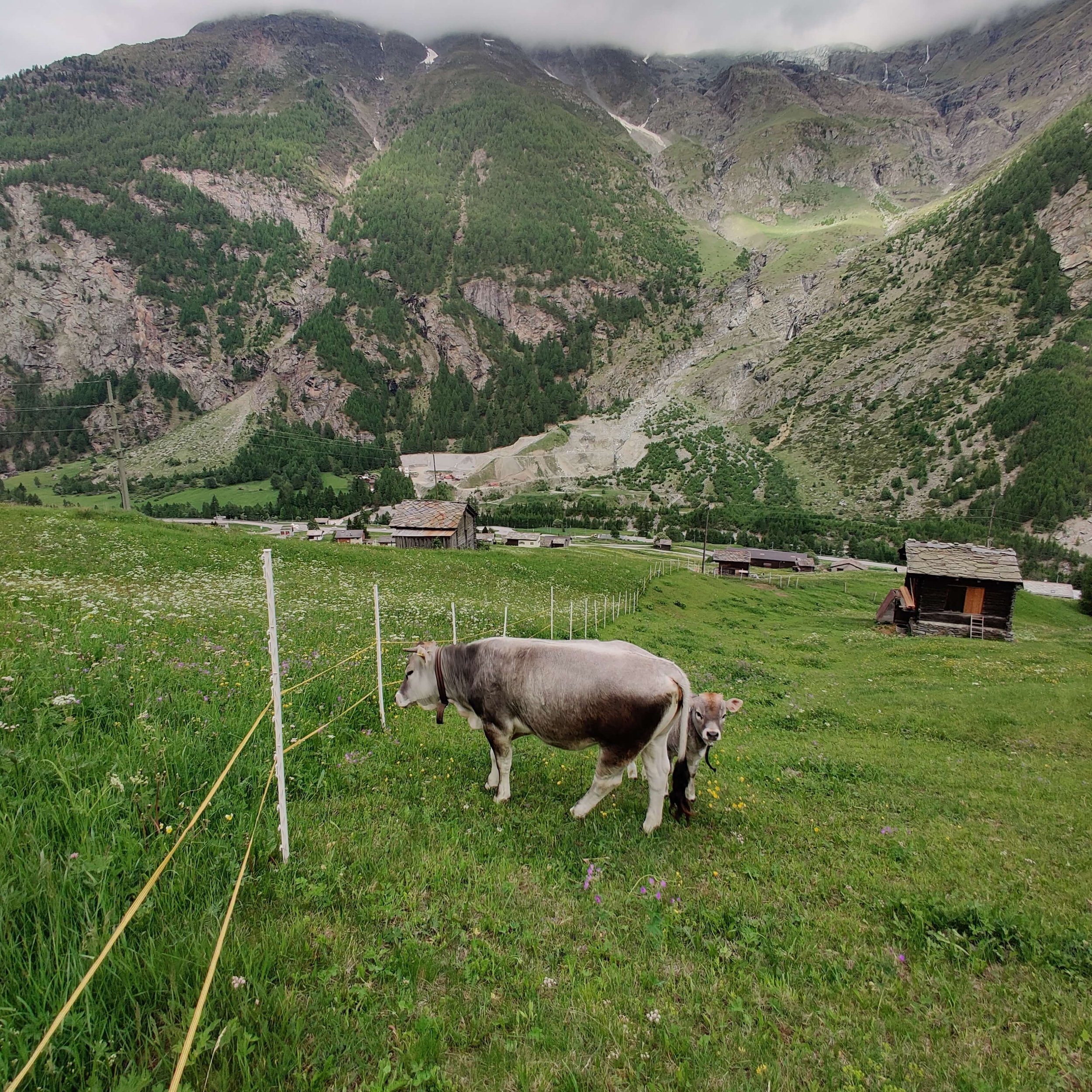 Curious cows at the edge of Randa