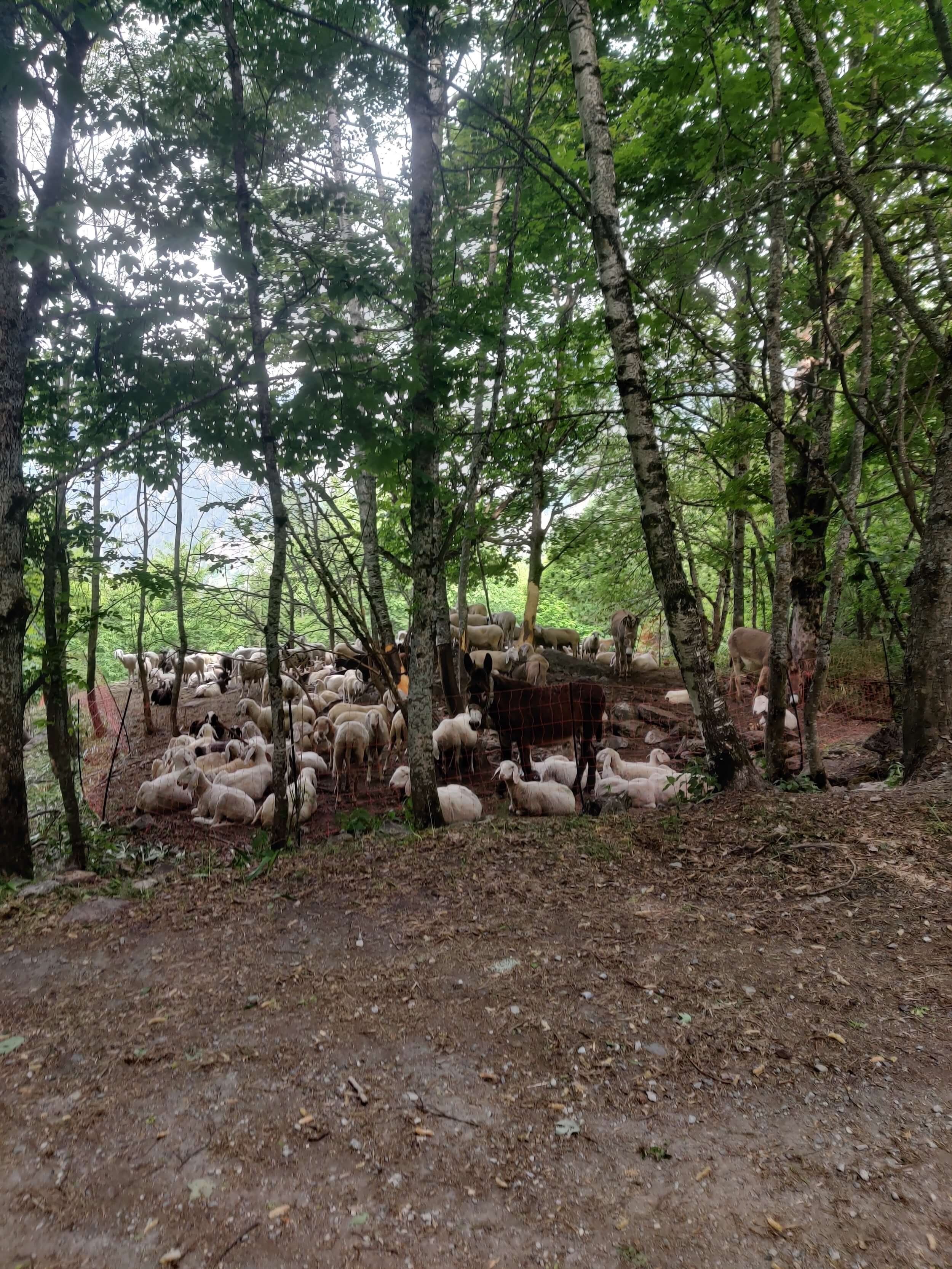 Donkeys and long eared sheep near TMB trail_31 May 2022_resized.jpg