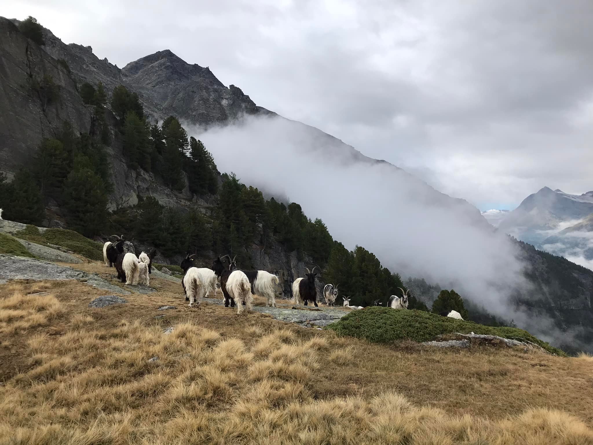 Valais Blackneck goats at Grat on the original Europaweg trail