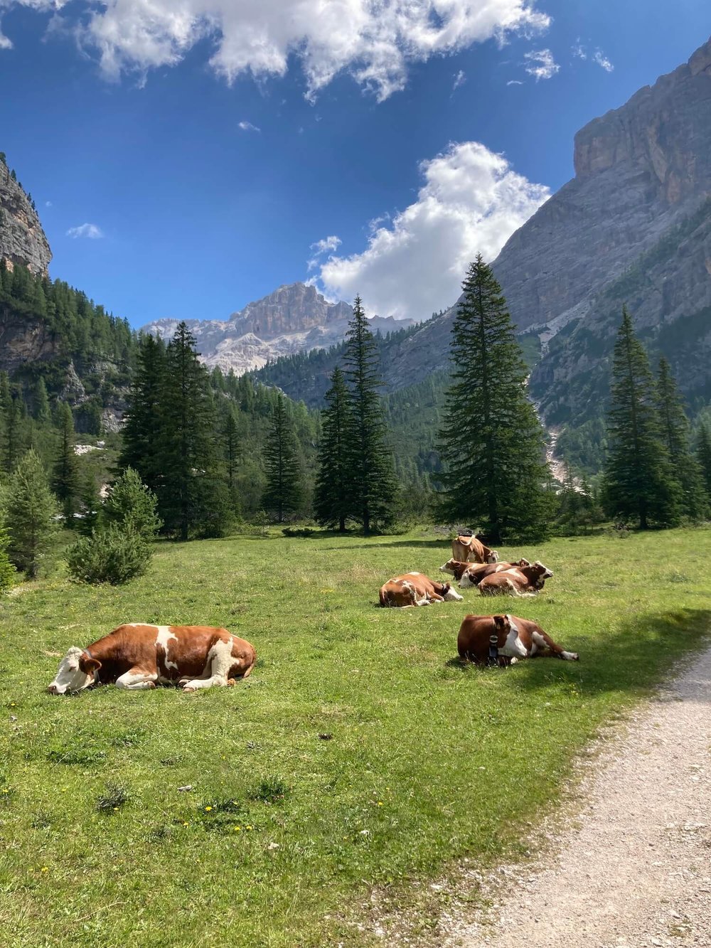 Route via Capanna Alpina cows (1).jpg