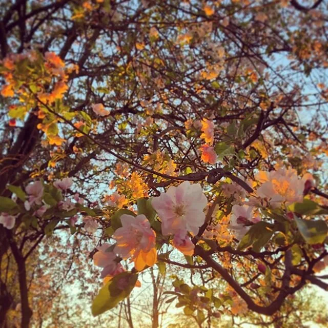 S P R I N G 
#aesthetics