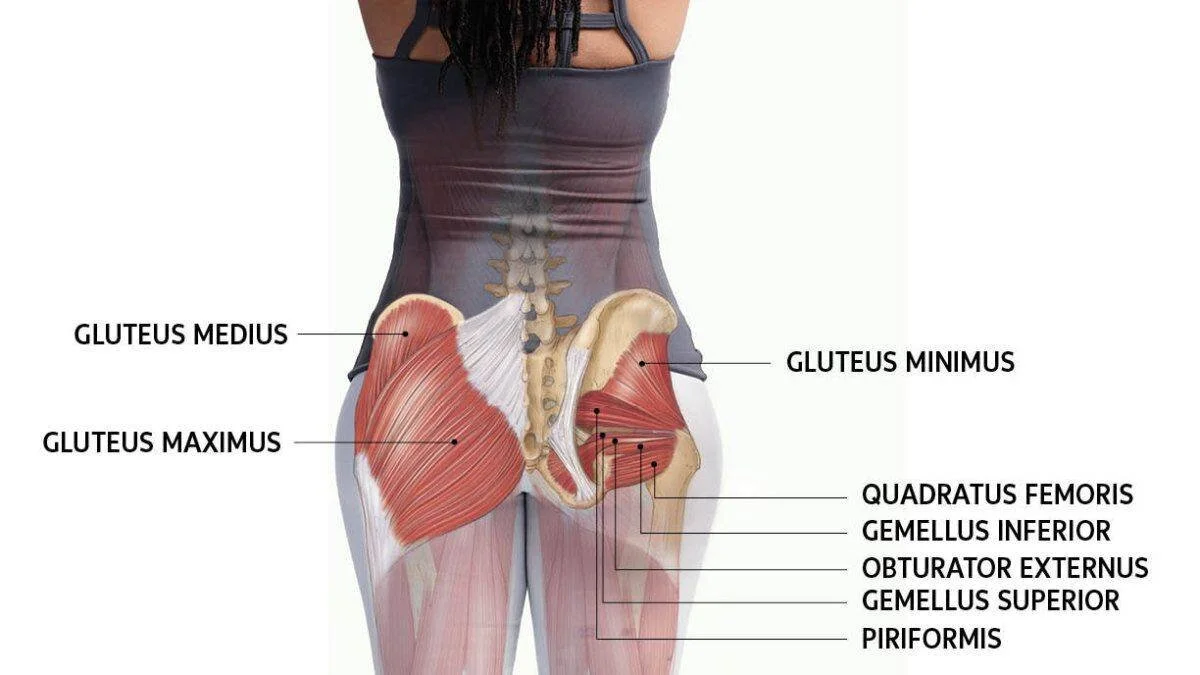 Weak Gluteal muscles in cyclists and runners