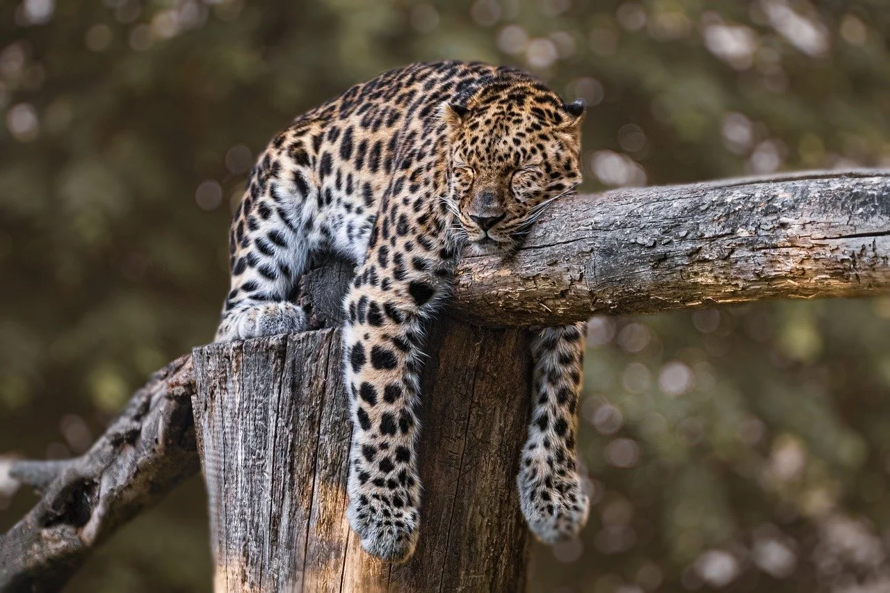 sleeping leopard.jpg
