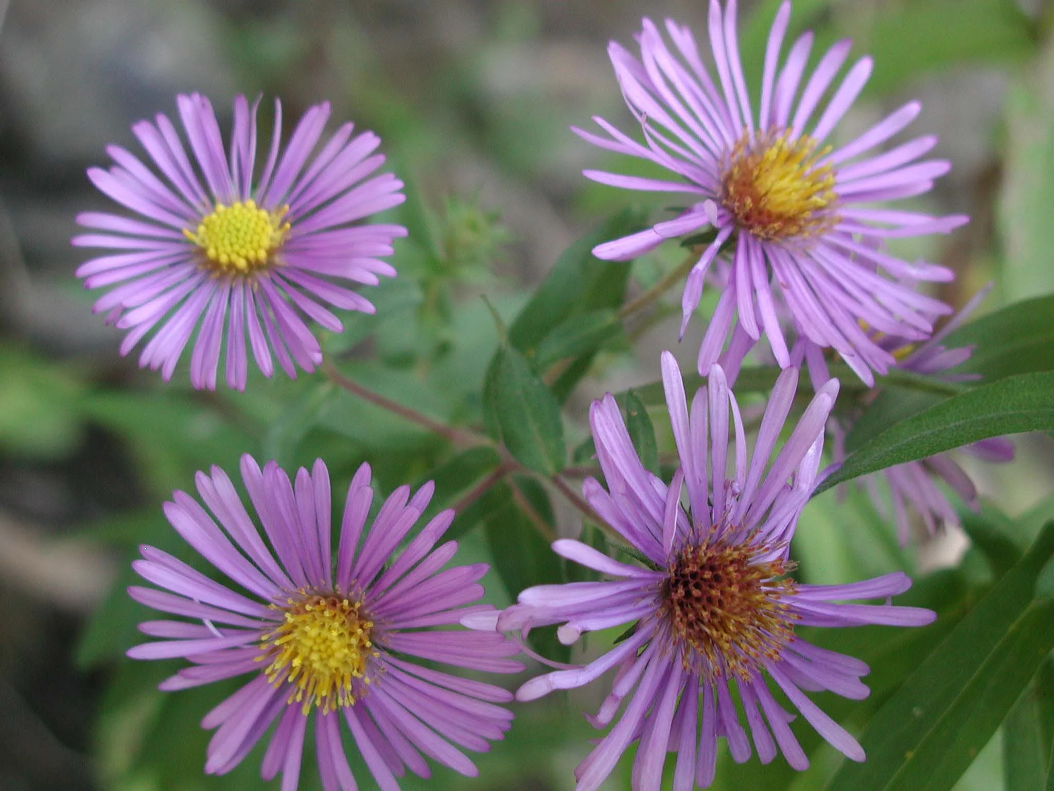 purples.jpg