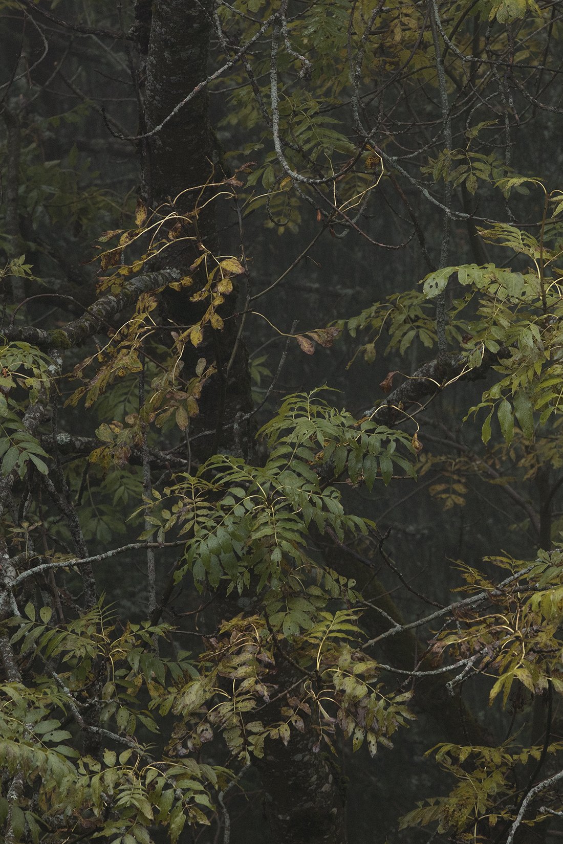 small2_Autumn Charm.jpg
