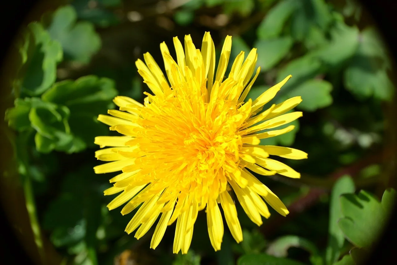 Benefits Of Dandelion Flower Essence Best Flower Site