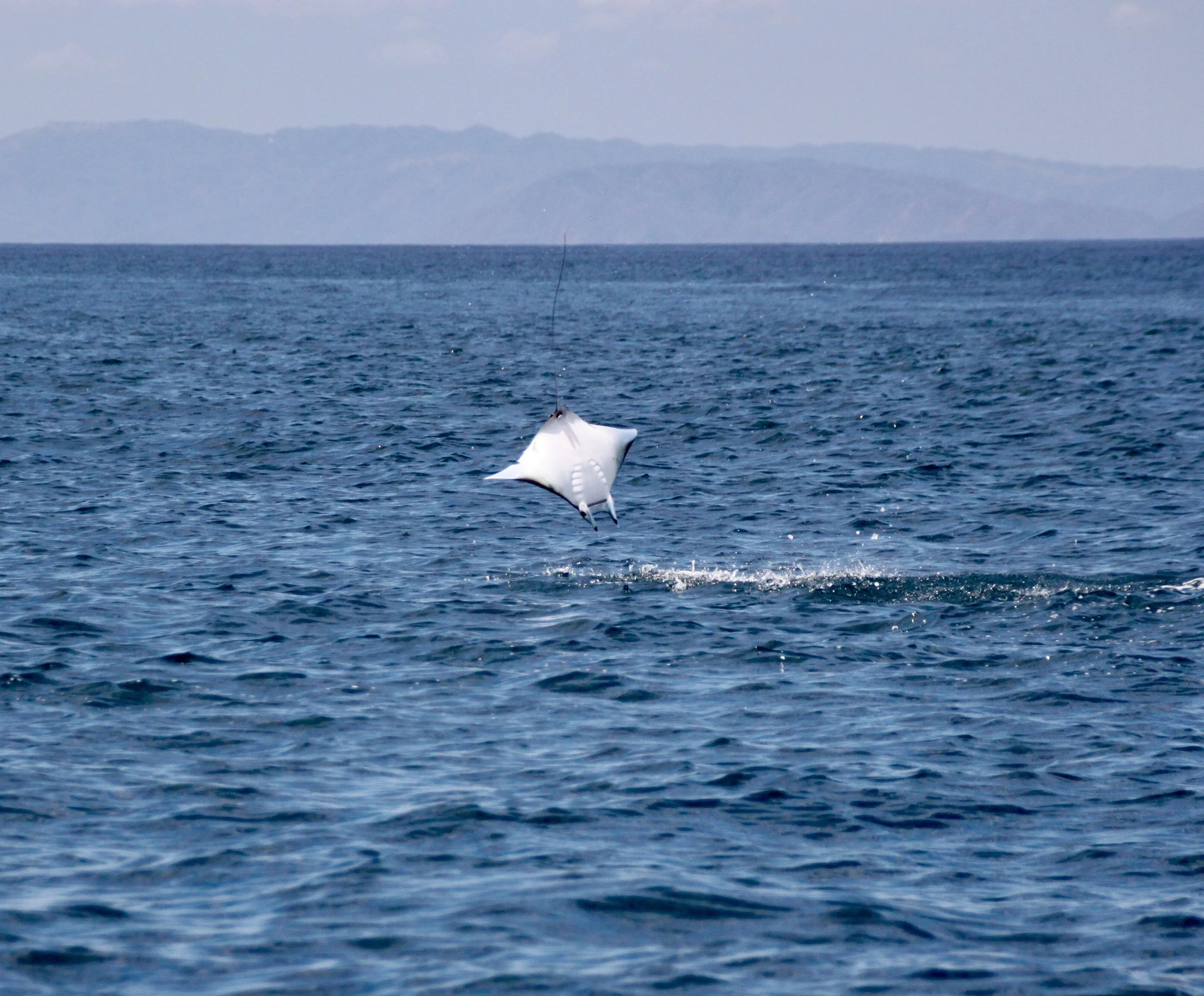 Manta Rays