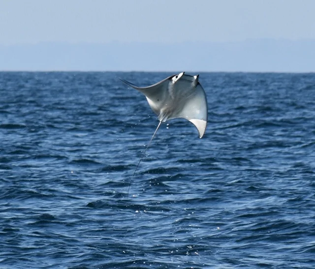 Best Ray Shot yet... thanks Barb!