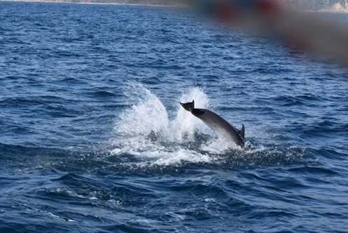Dolphin sighting!