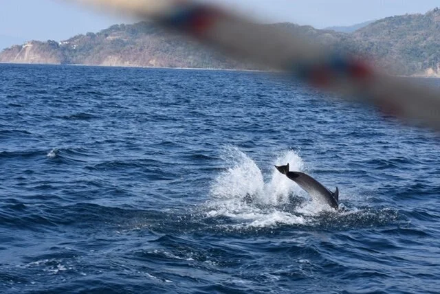 An Early Christmas Gift