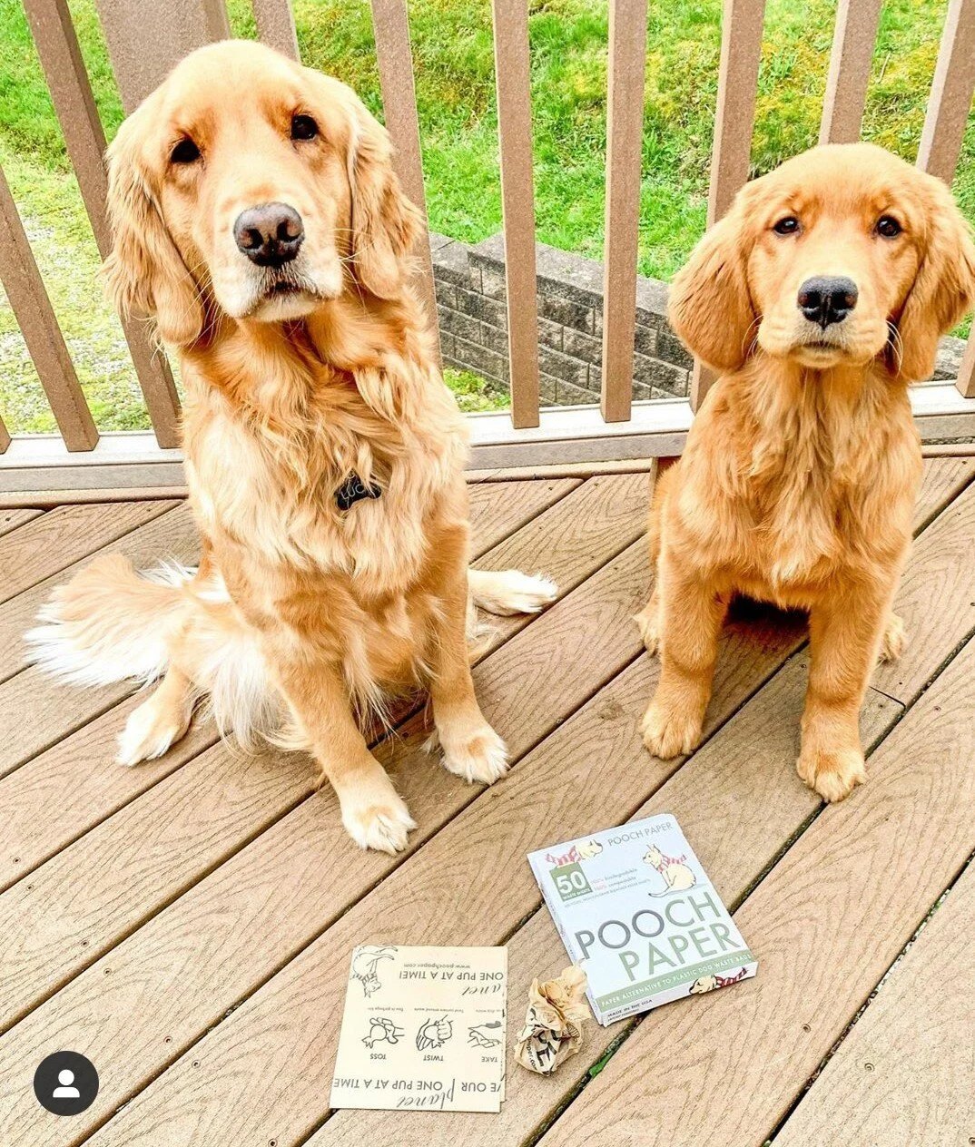 In the Press — Pooch Paper