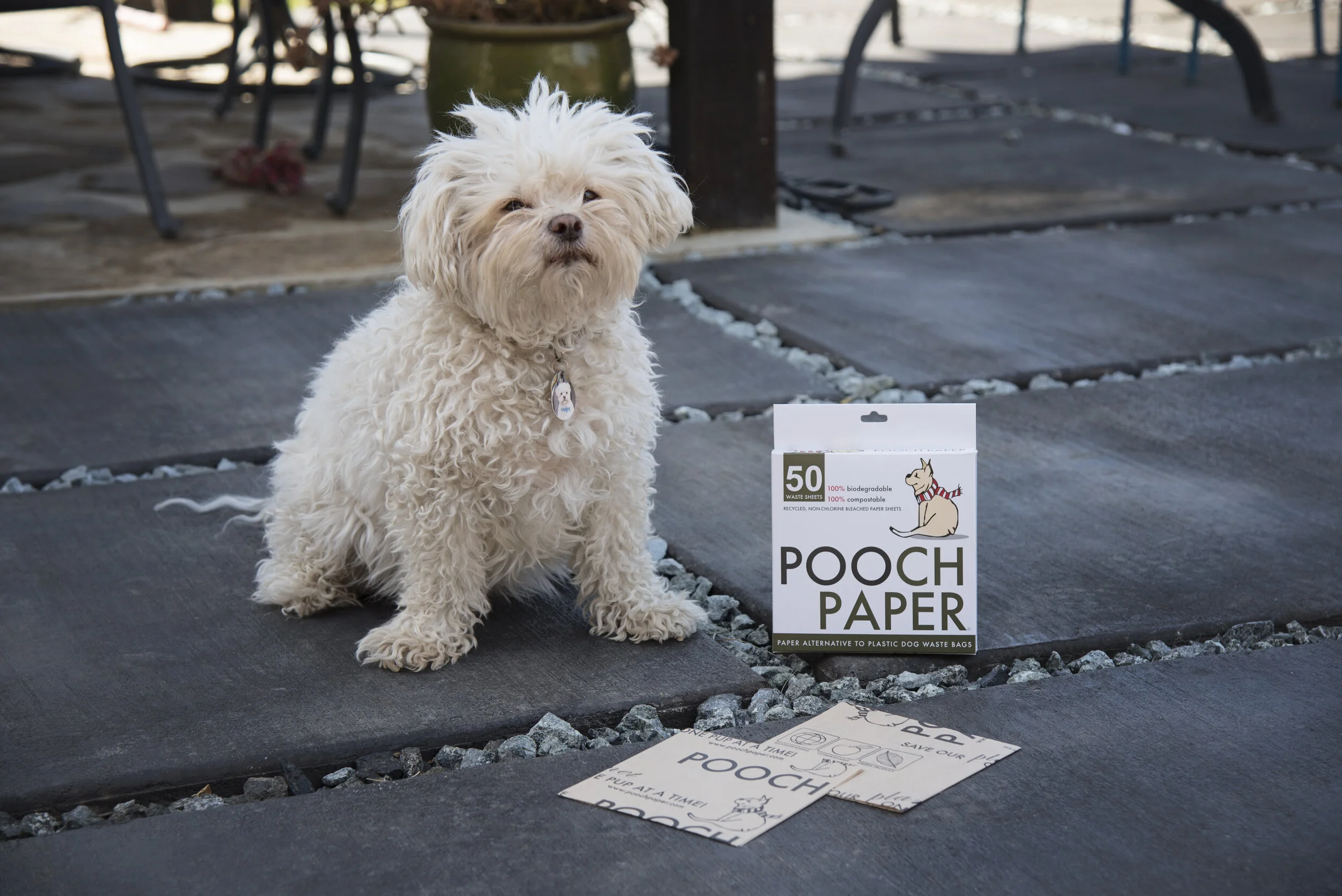 In the Press — Pooch Paper