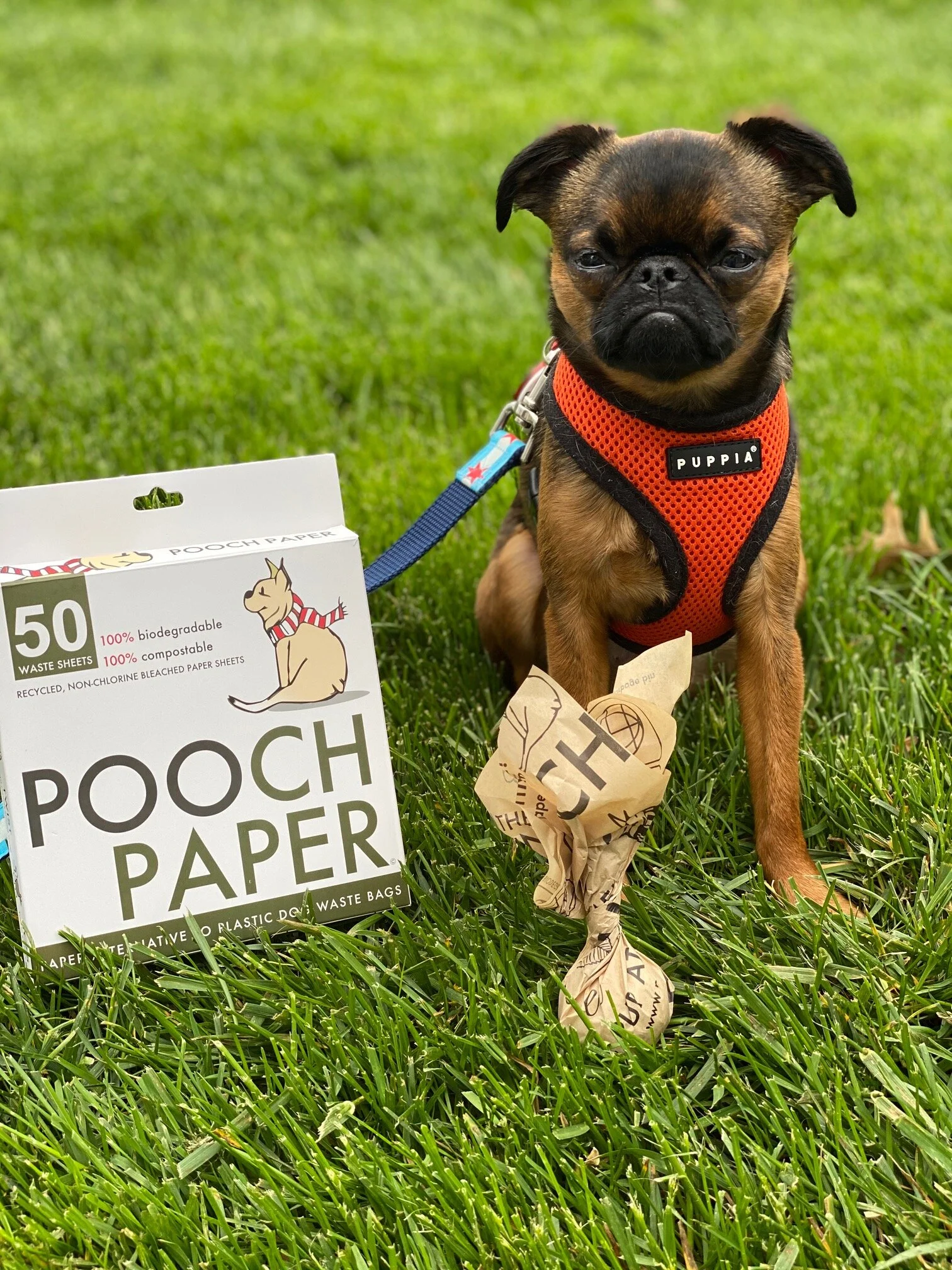 In the Press — Pooch Paper