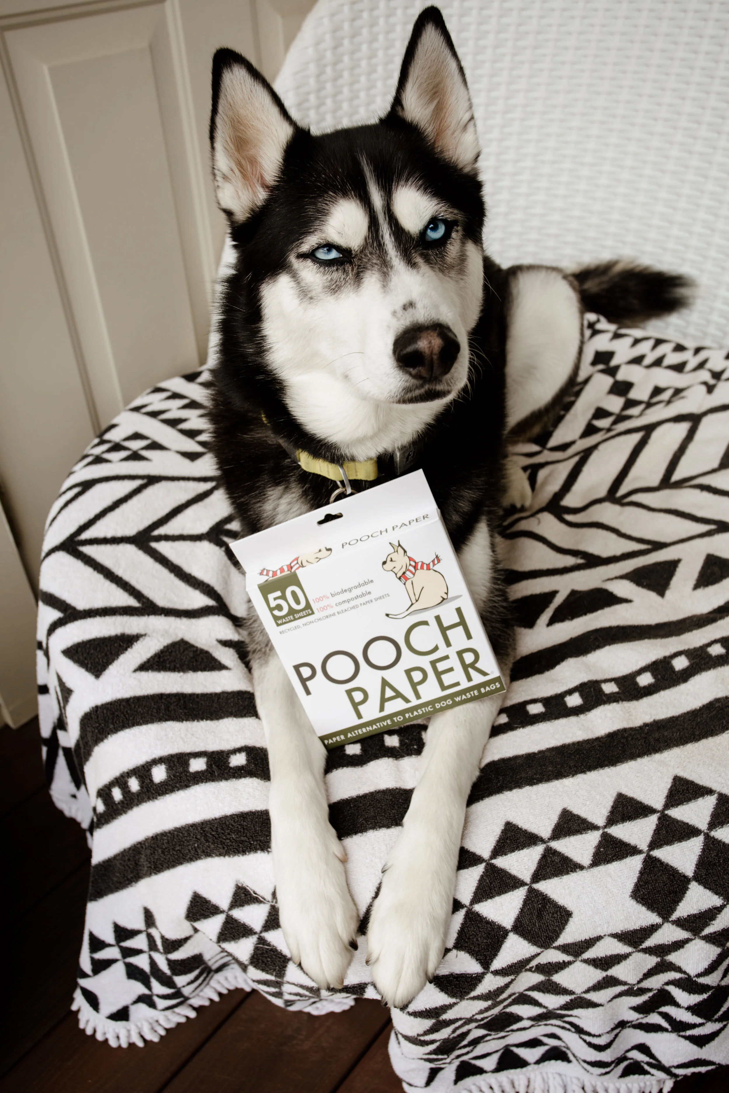 In the Press — Pooch Paper