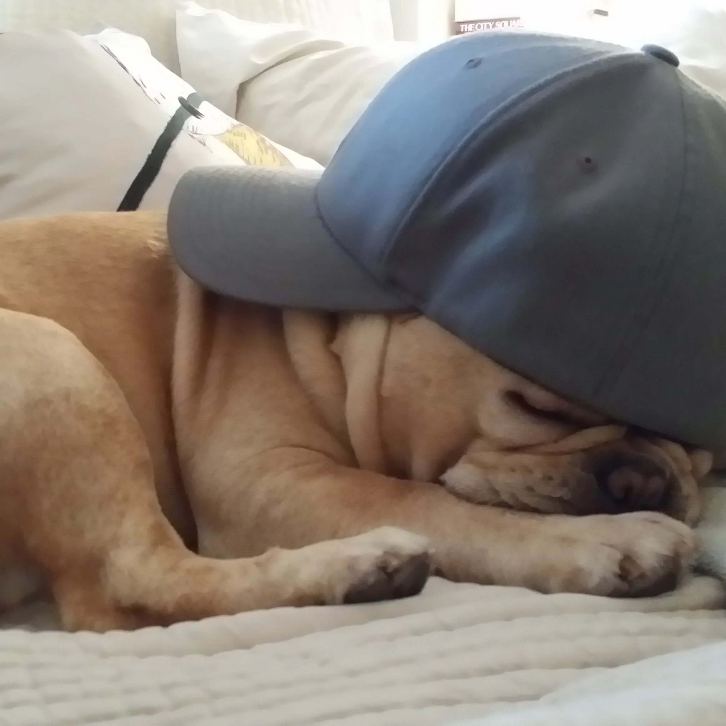 Our Story — Pooch Paper