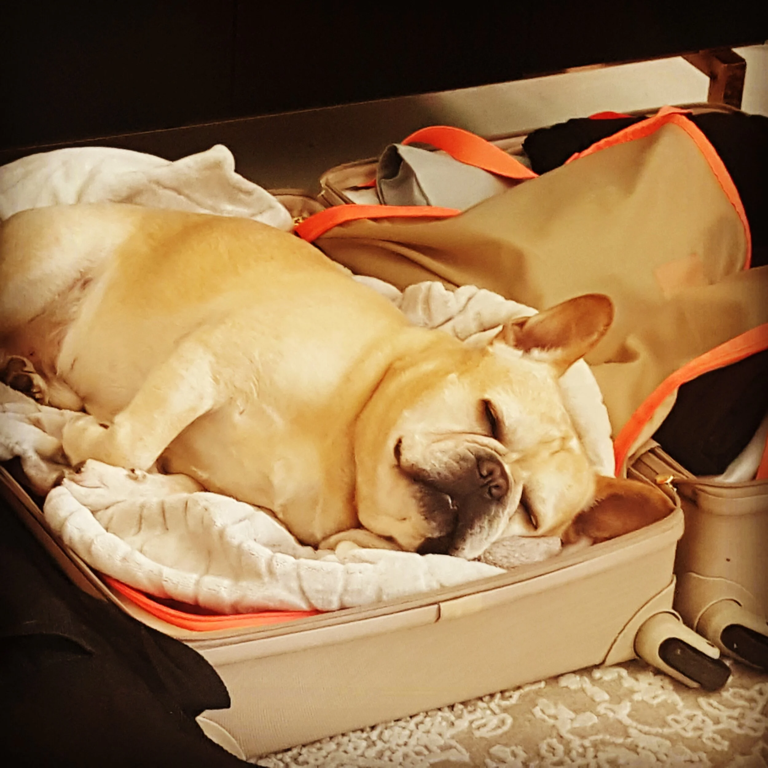 Our Story — Pooch Paper