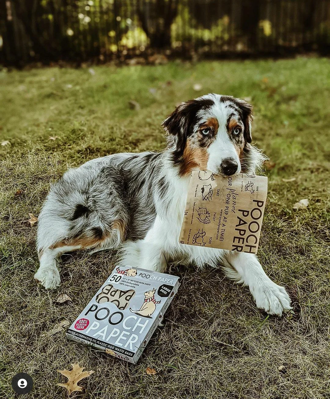 Shop Now — Pooch Paper