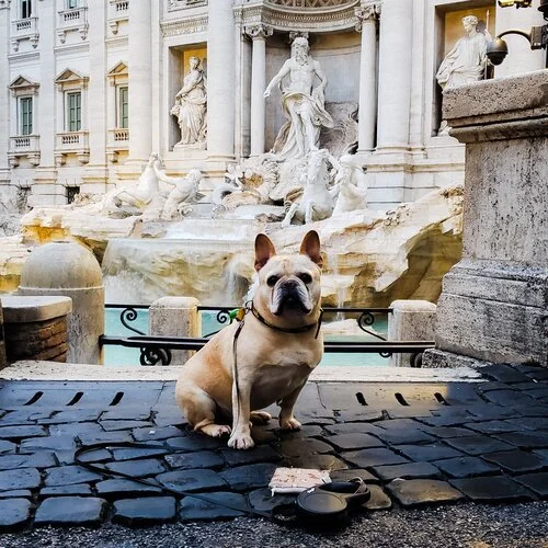 In the Press — Pooch Paper