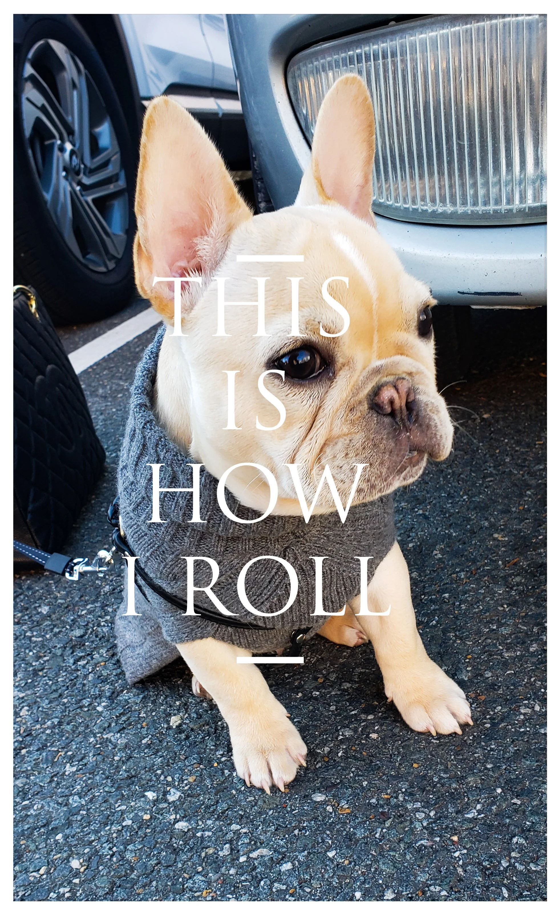 Our Story — Pooch Paper