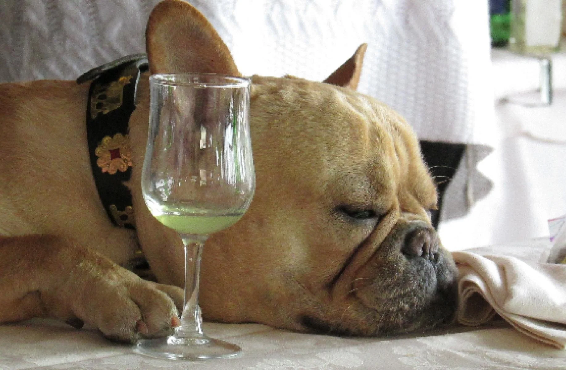 Our Story — Pooch Paper