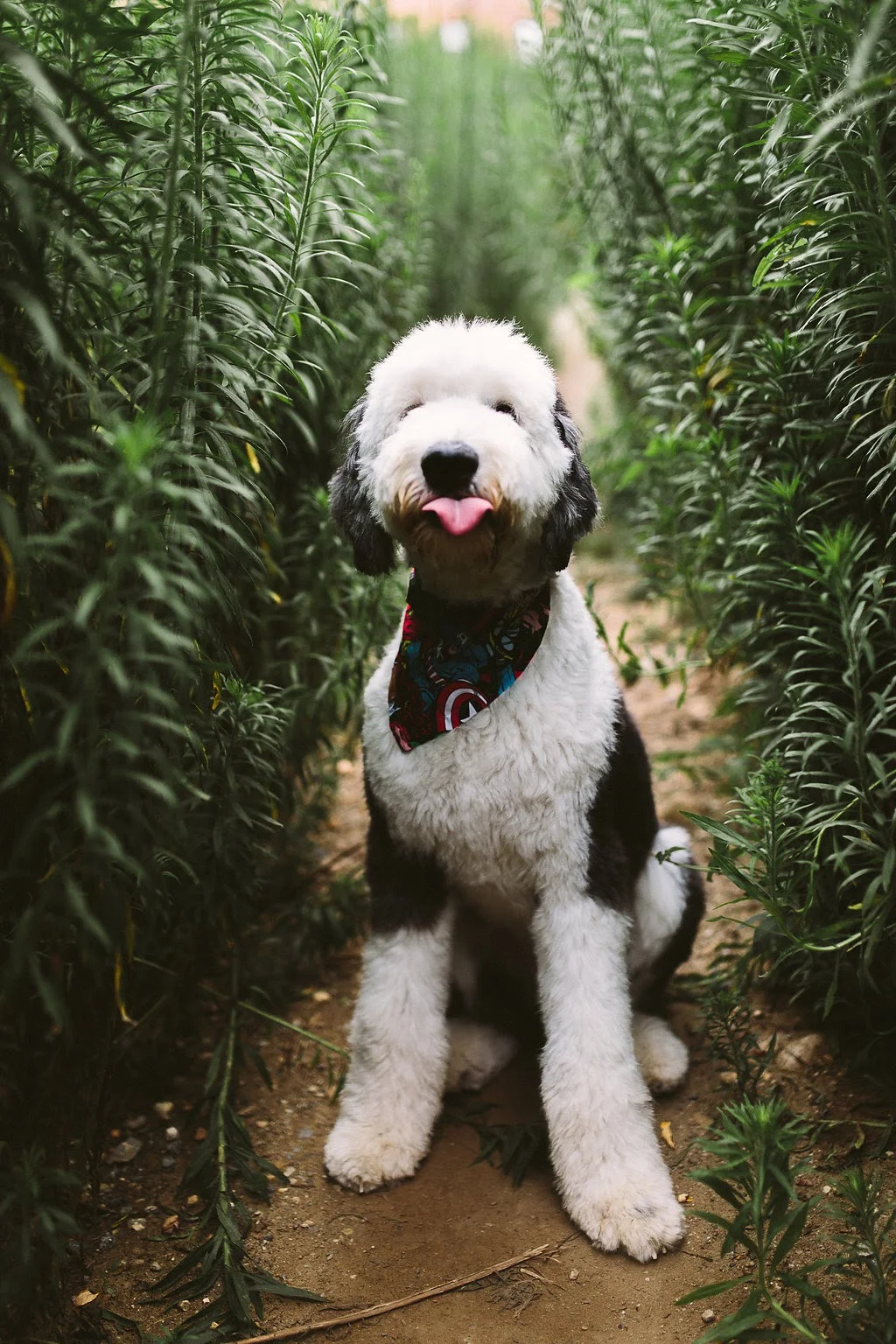 how to stop dog howling when left