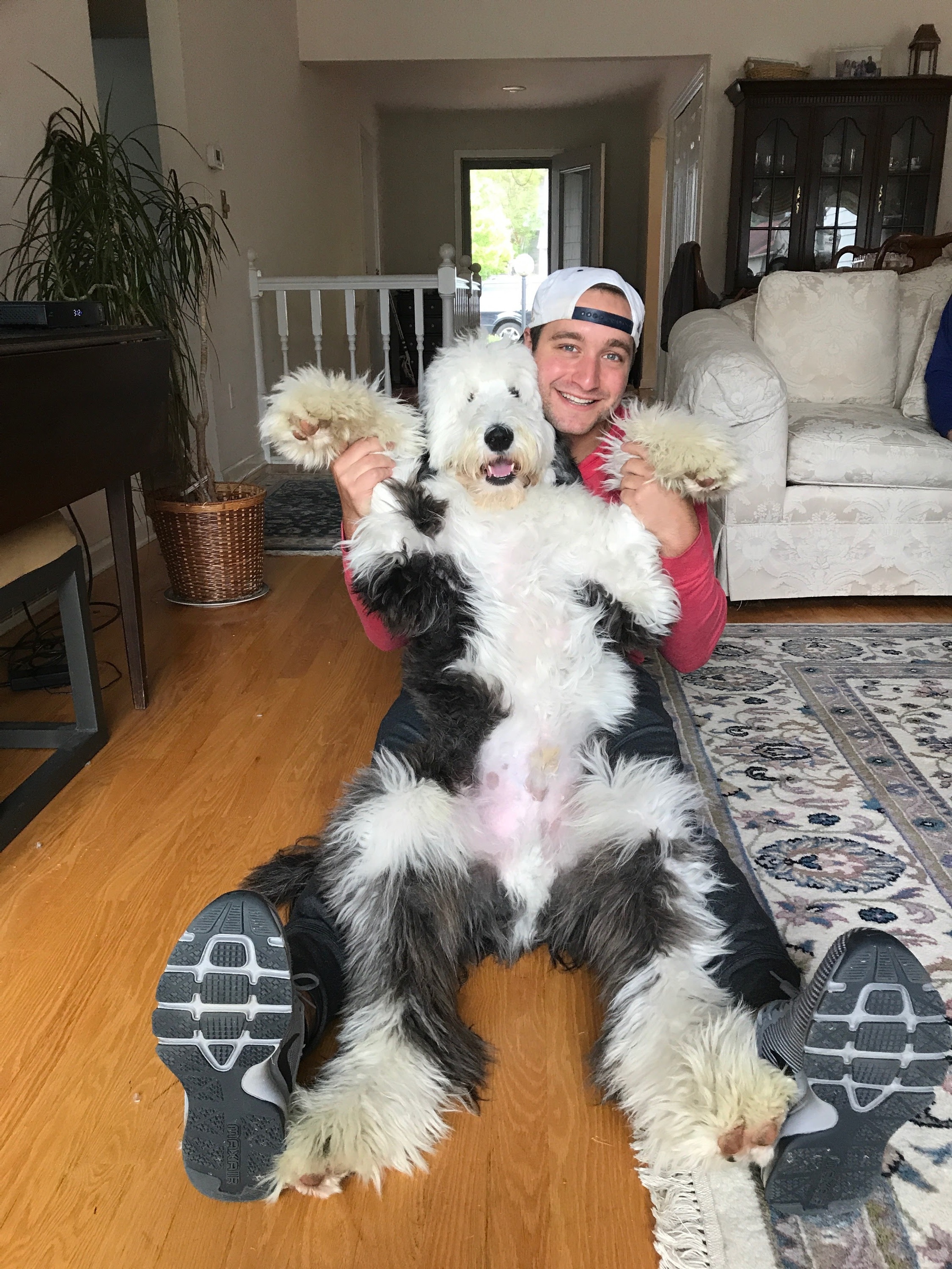 otis the sheepadoodle breeder