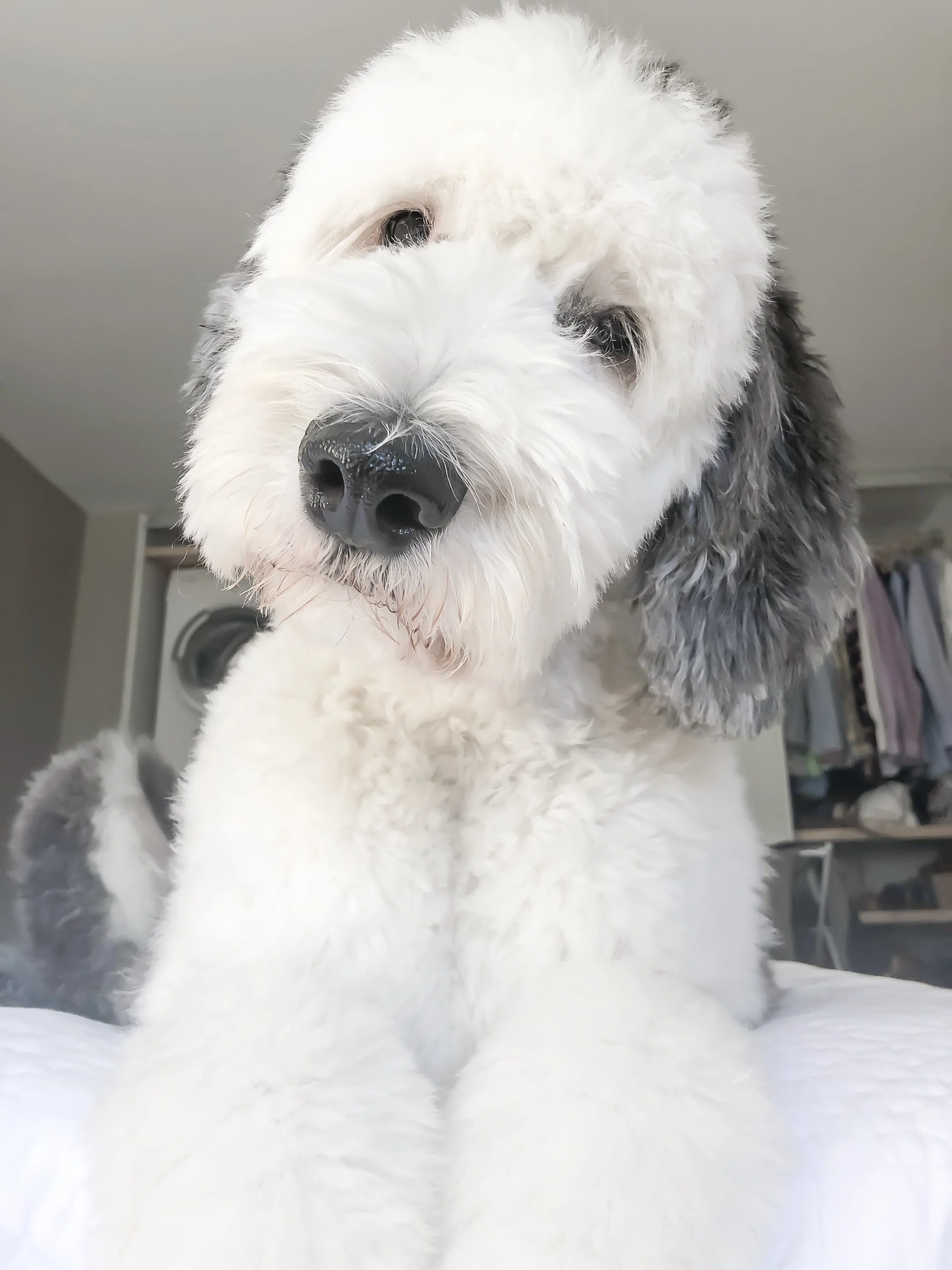 sheepadoodle haircuts