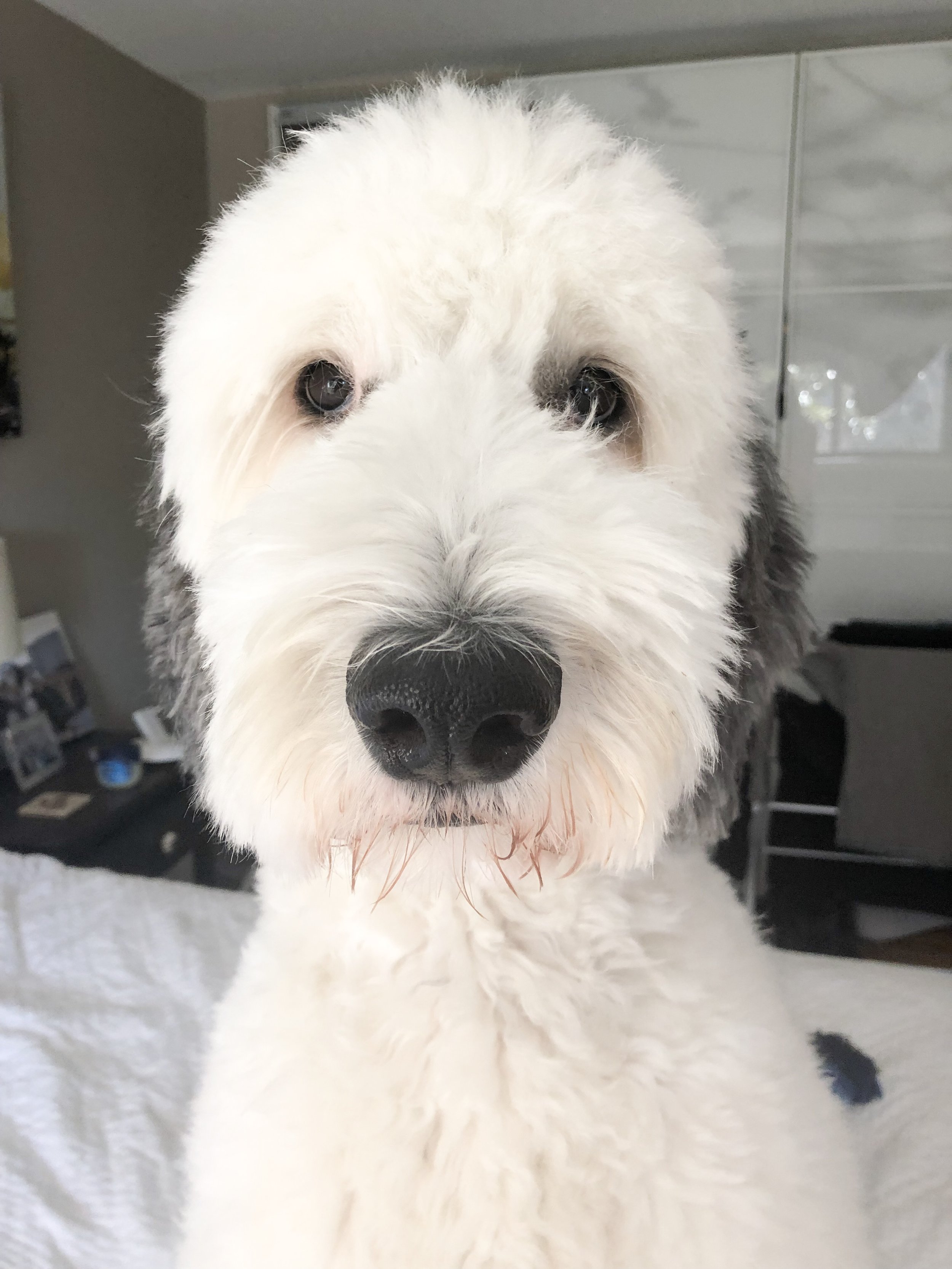 sheepadoodle haircuts