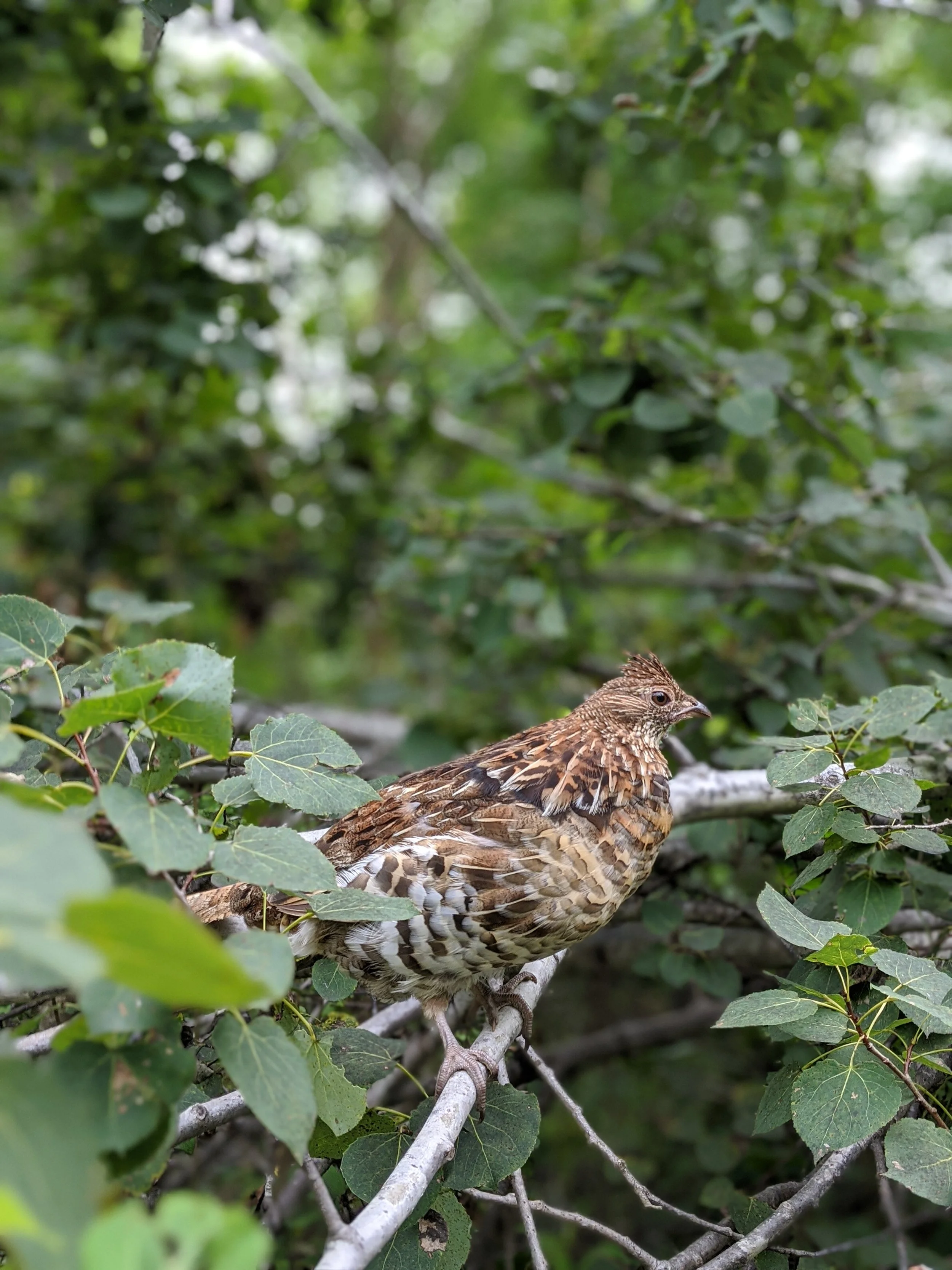 Picking Berries and Attitudes