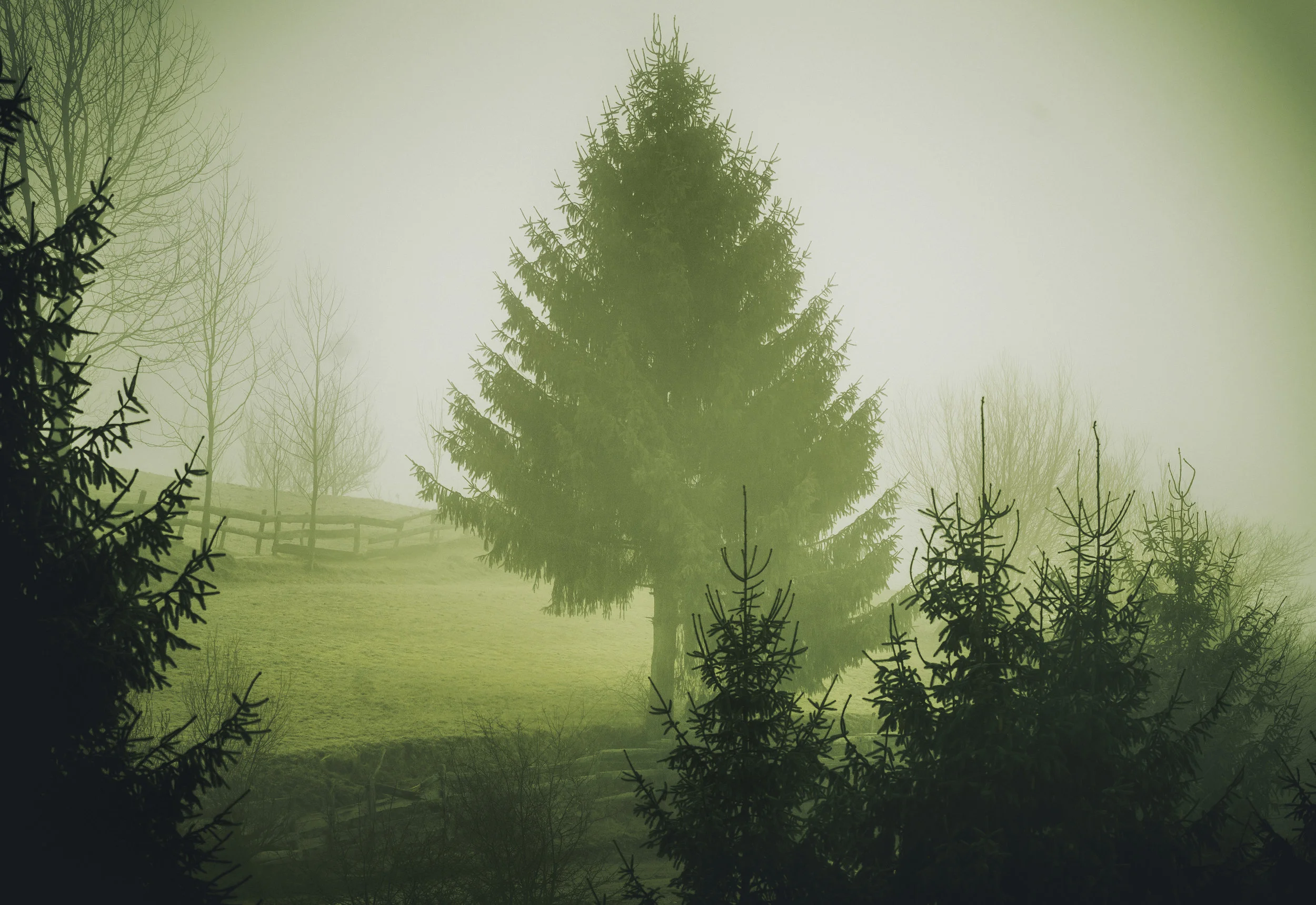 Artistic Family Trees