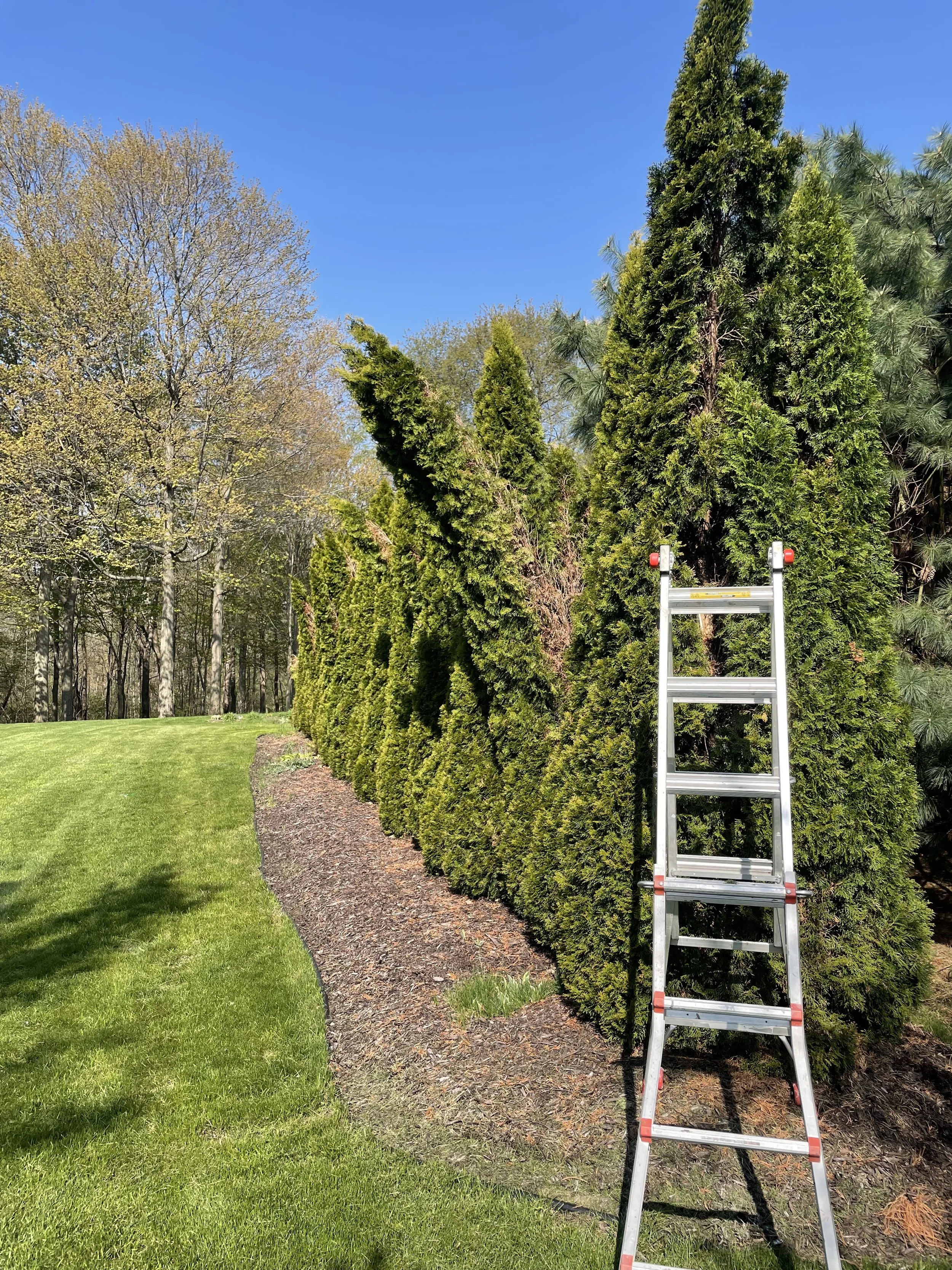 Arborvitae before.jpeg