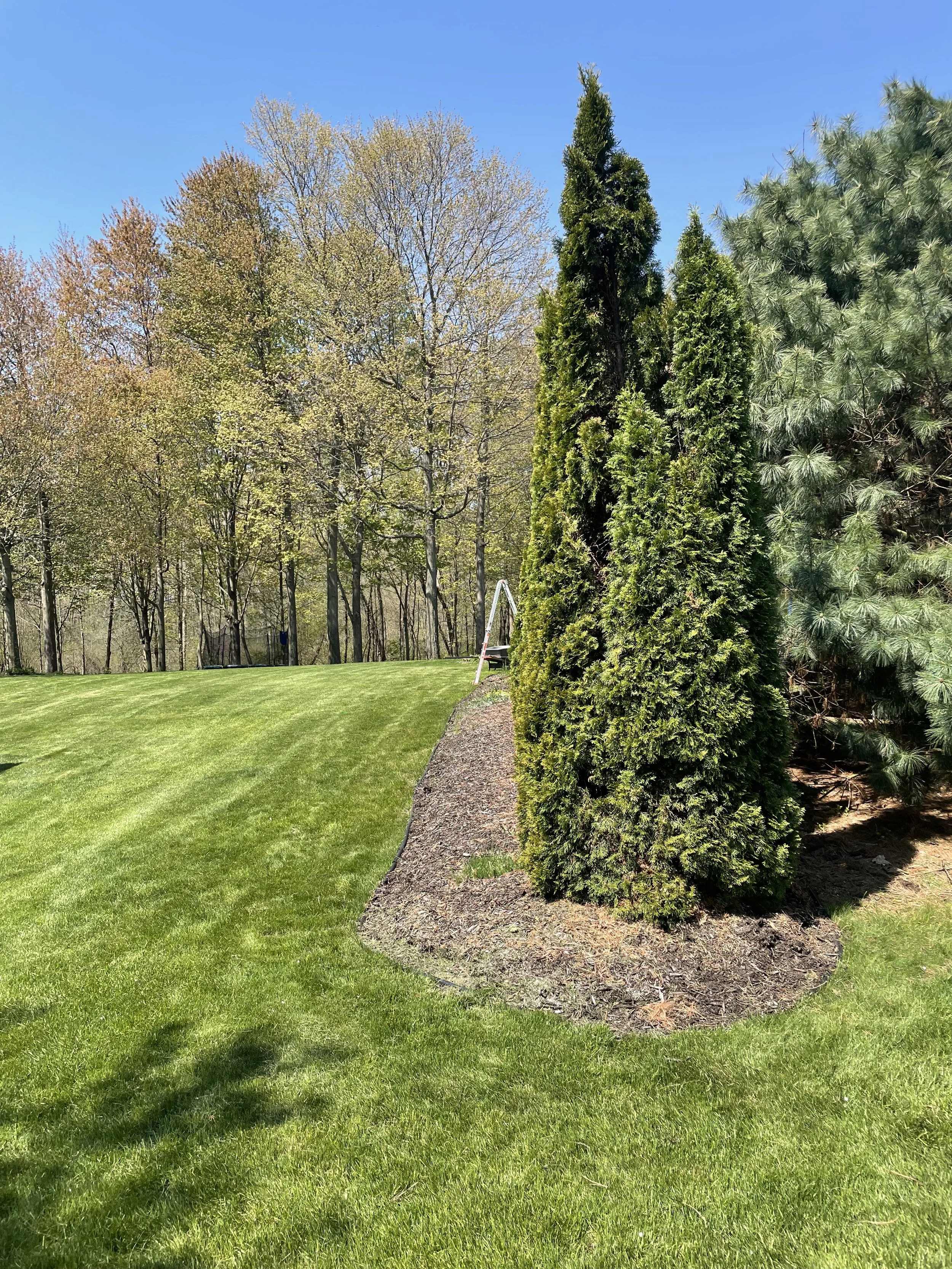 Arborvitae after2.jpeg