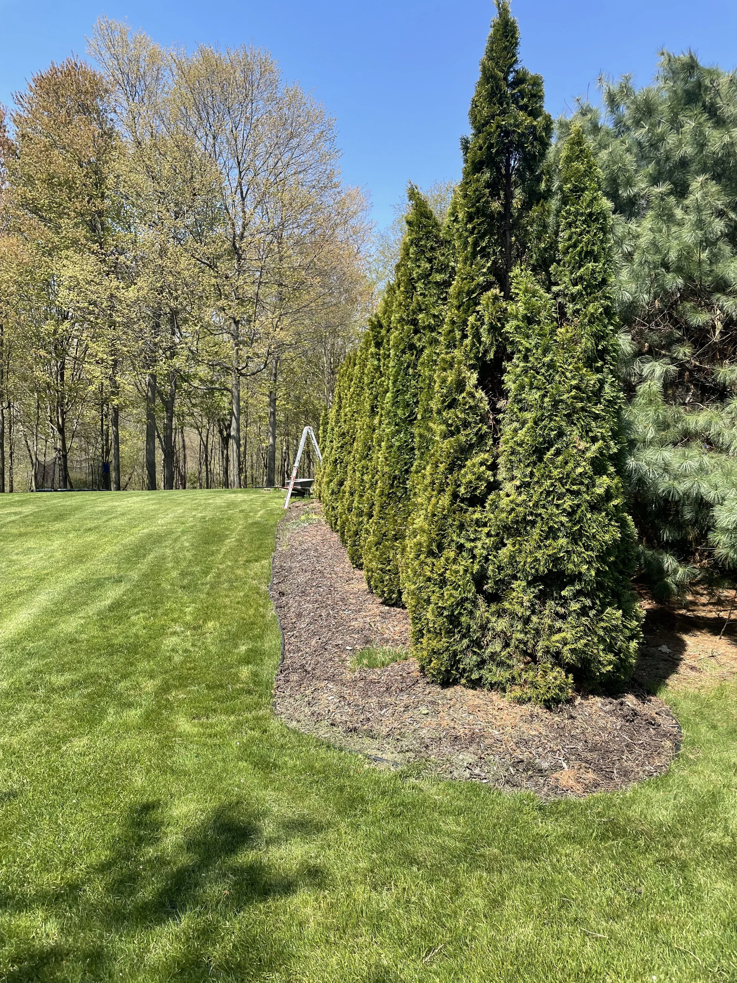 Arborvitae after.jpeg