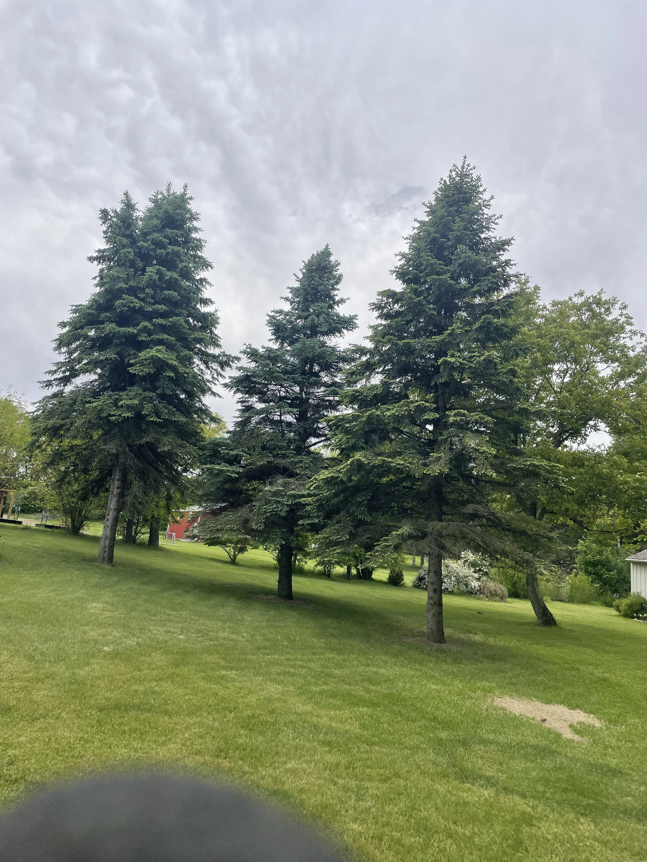 Blue Spruce removal  before.jpeg