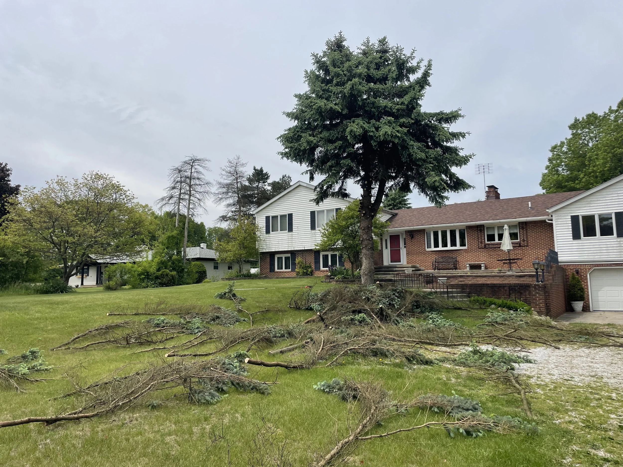 Front Spruce removal before.jpeg