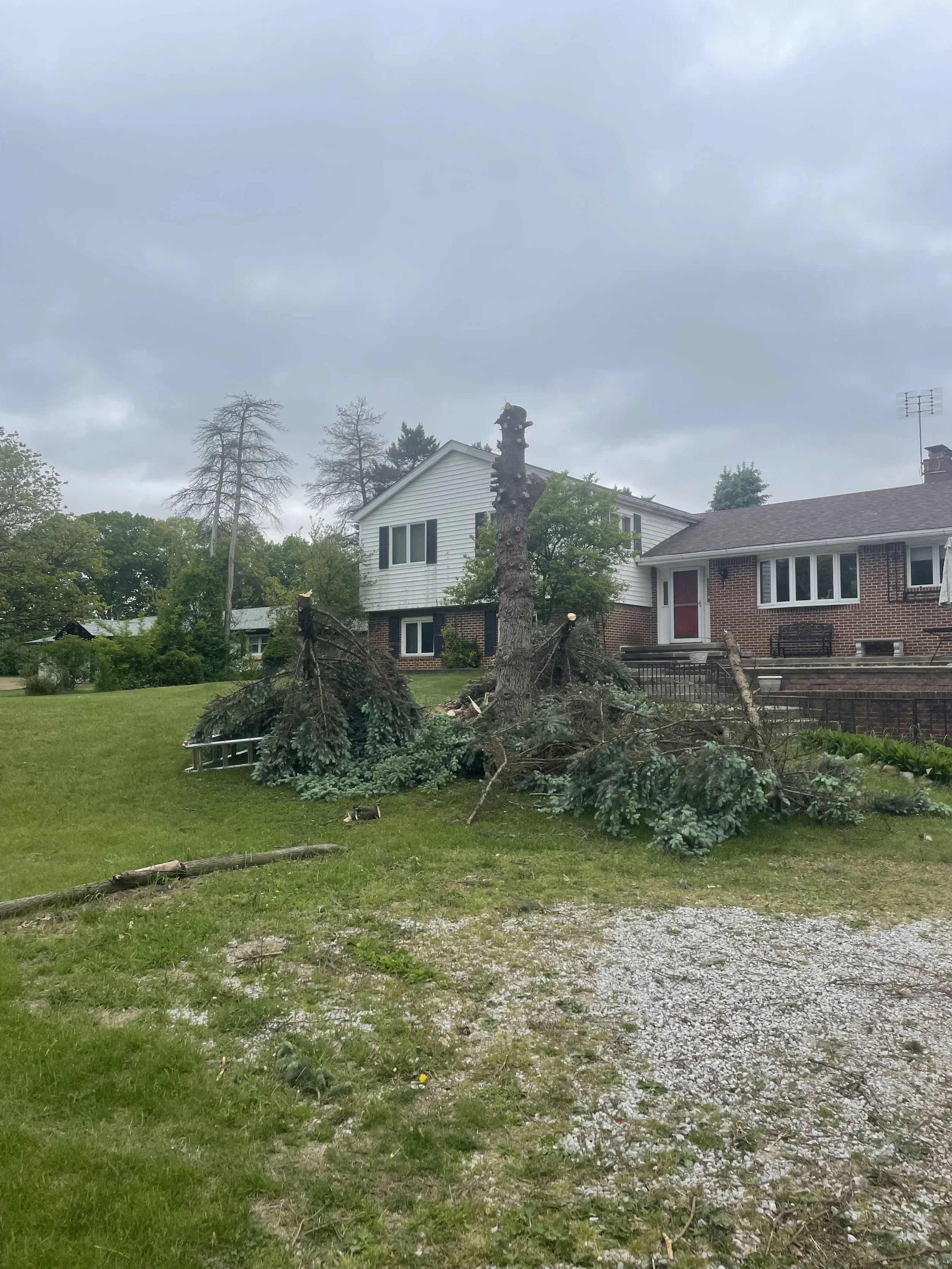 Front spruce removal during.jpeg