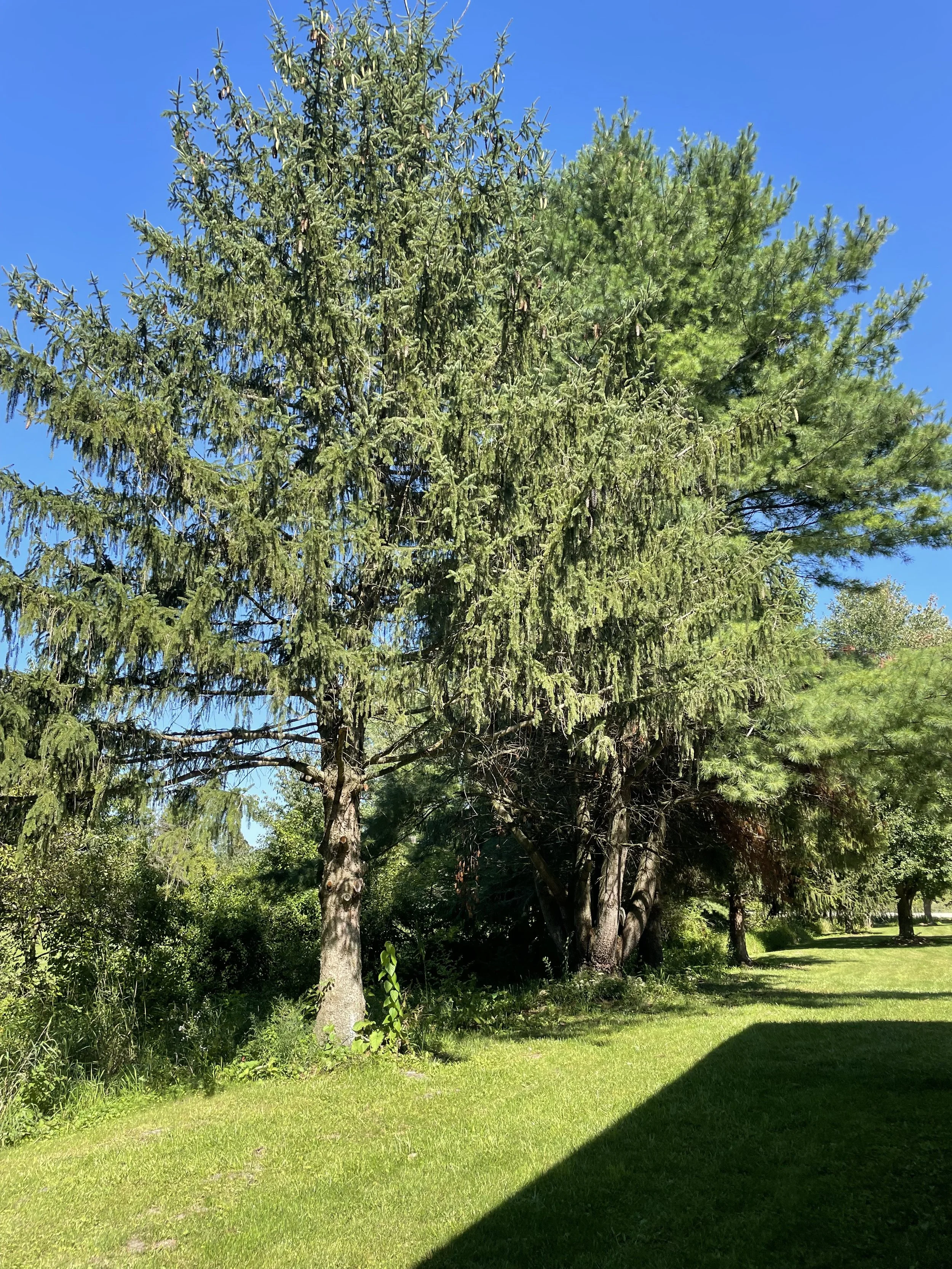 Spruce before removal 2.jpeg