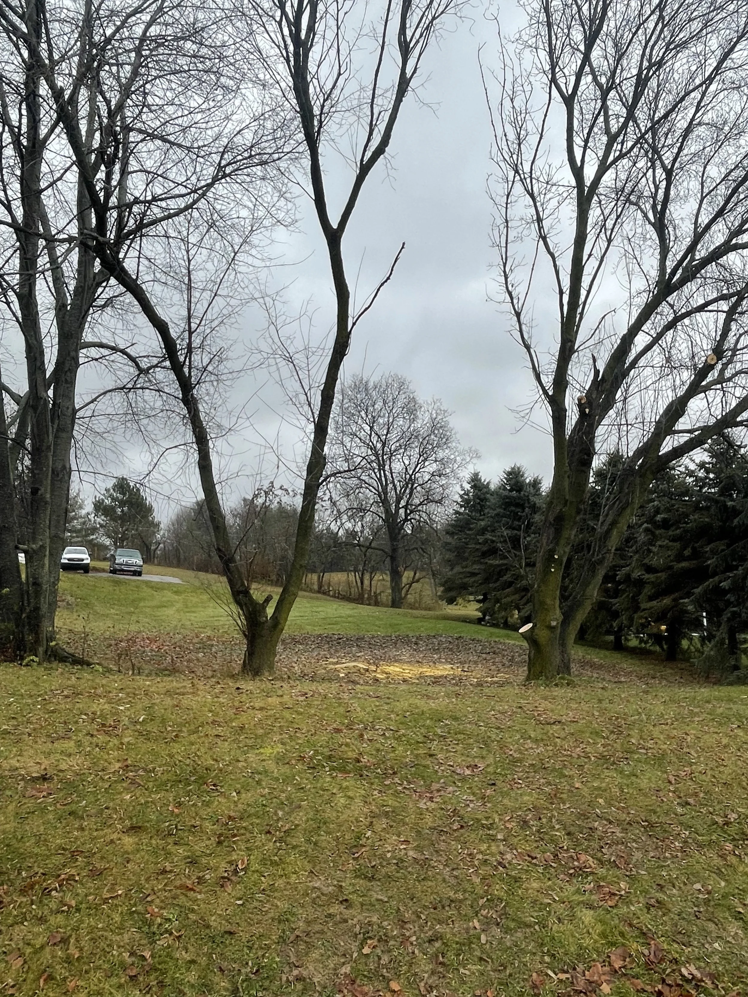 Box elder cleanup after.jpeg
