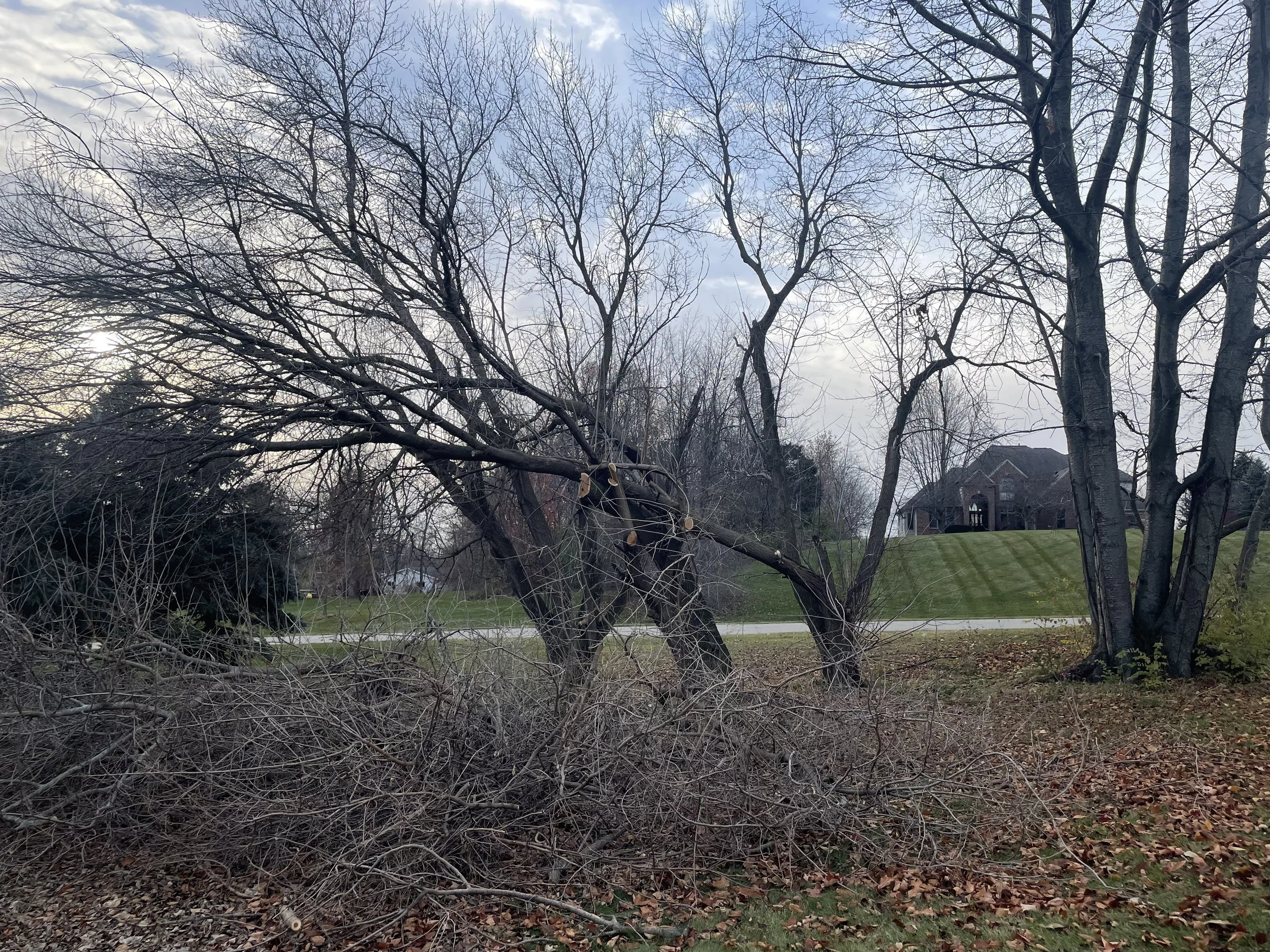 Box elder cleanup before.jpeg