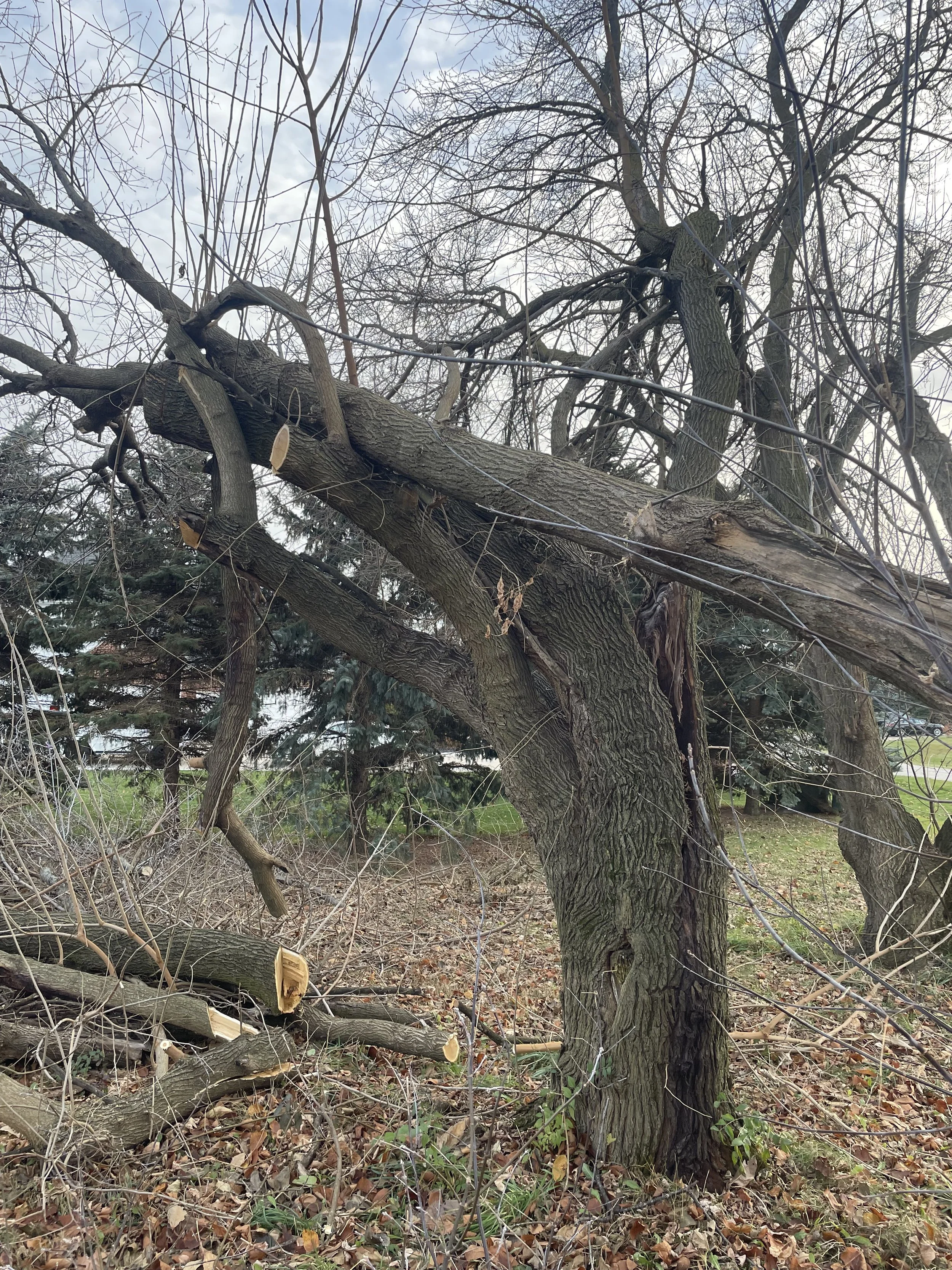 Box elder cleanup during 2.jpeg