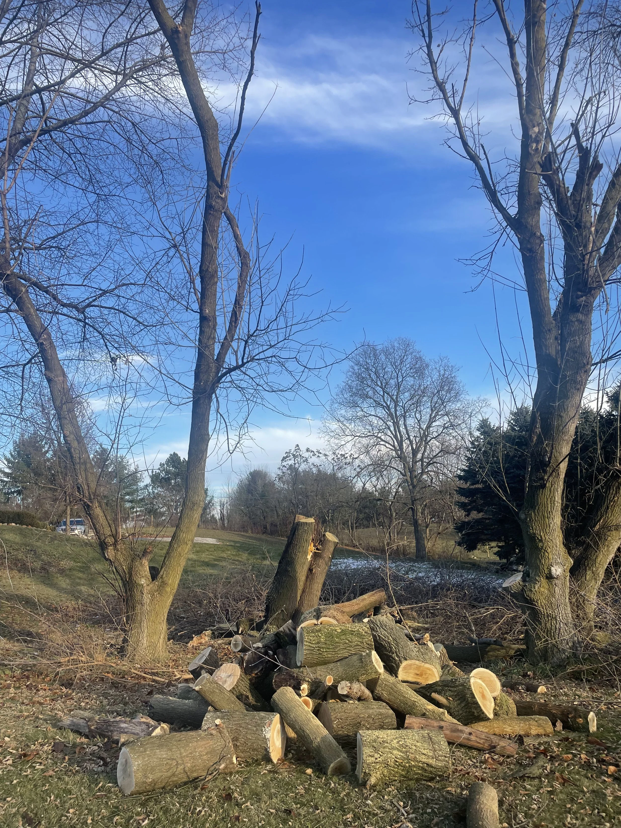 Box elder cleanup during.jpeg