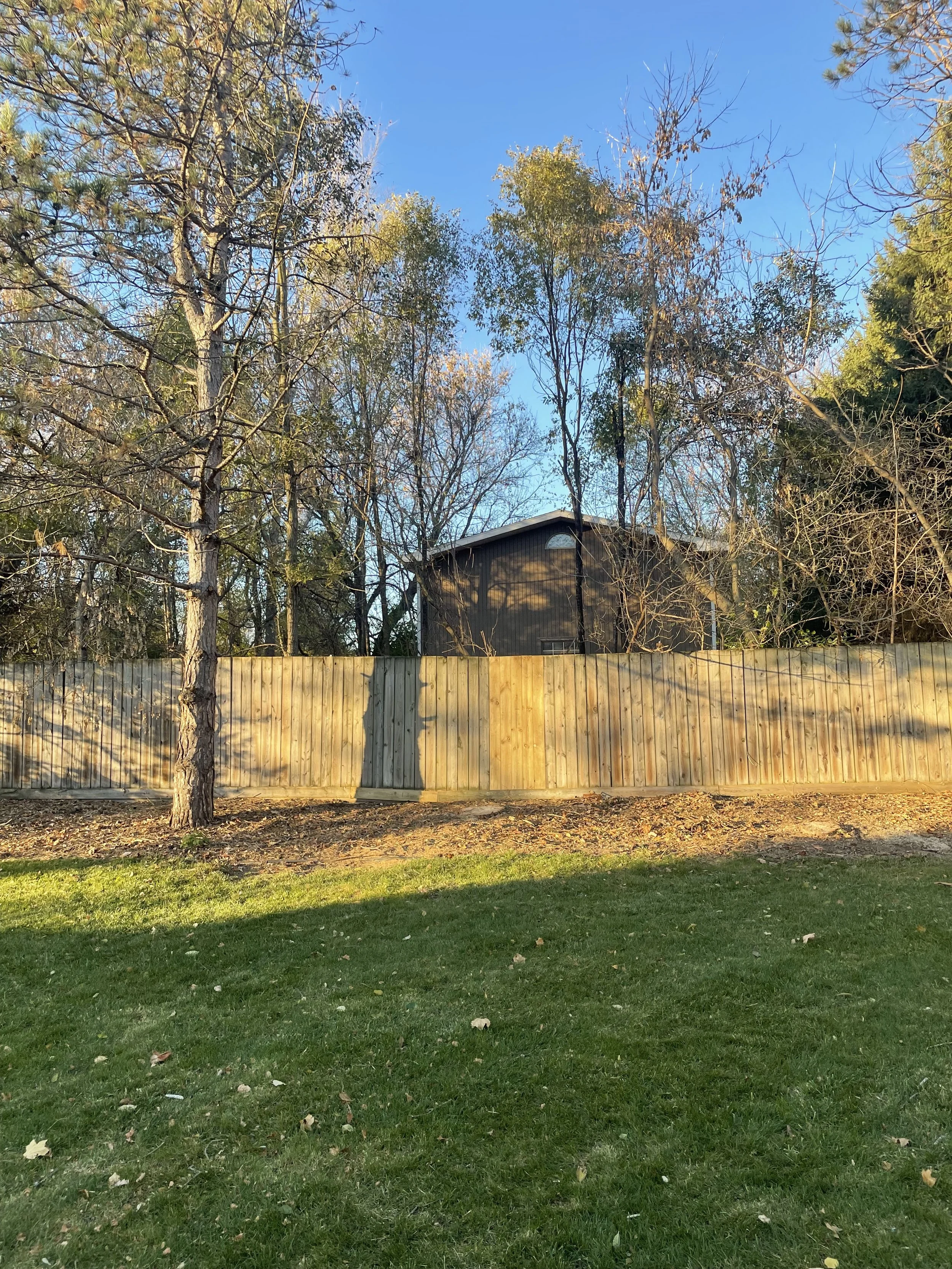 Scots Pine storm damage after.jpeg