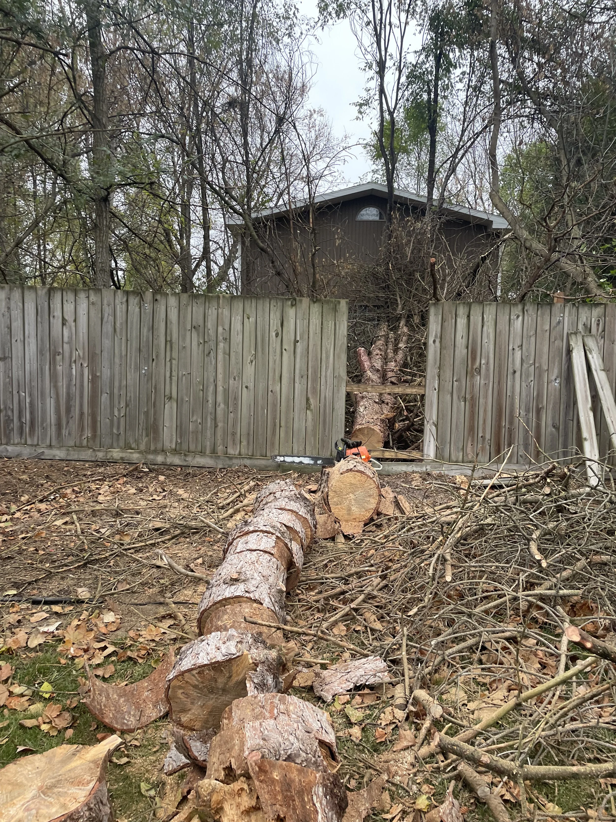 Scots pine storm damage before 2.jpeg