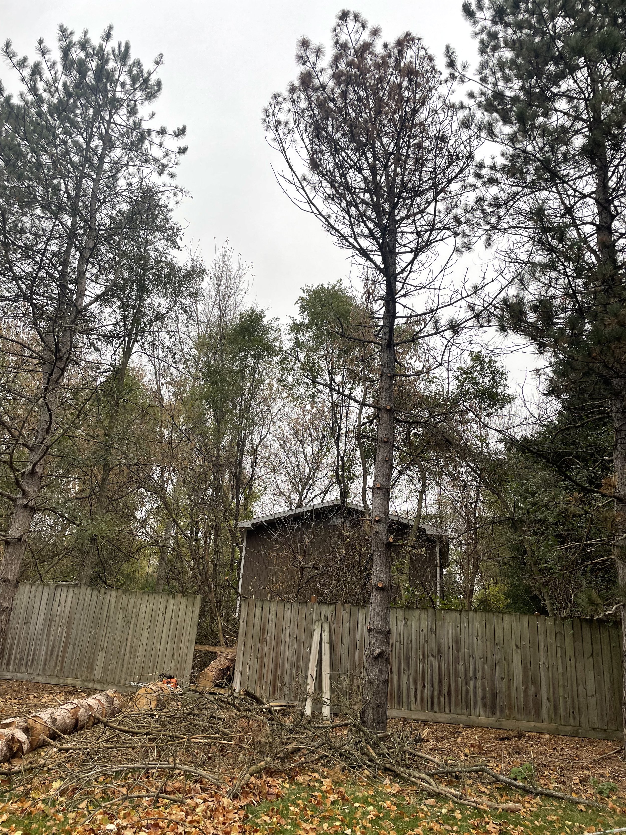 Scots pine storm damage before.jpeg