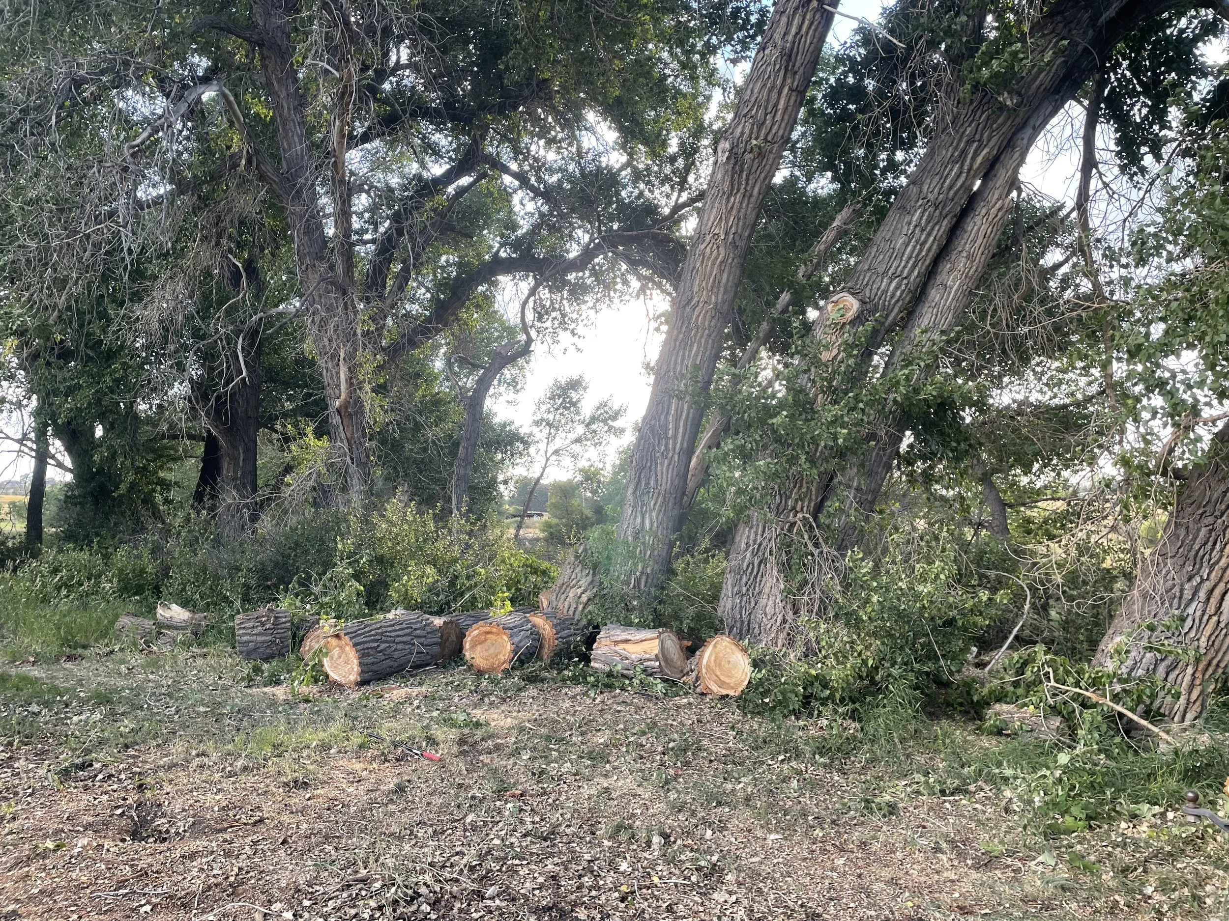 ESD Cottonwood storm during 2.jpeg