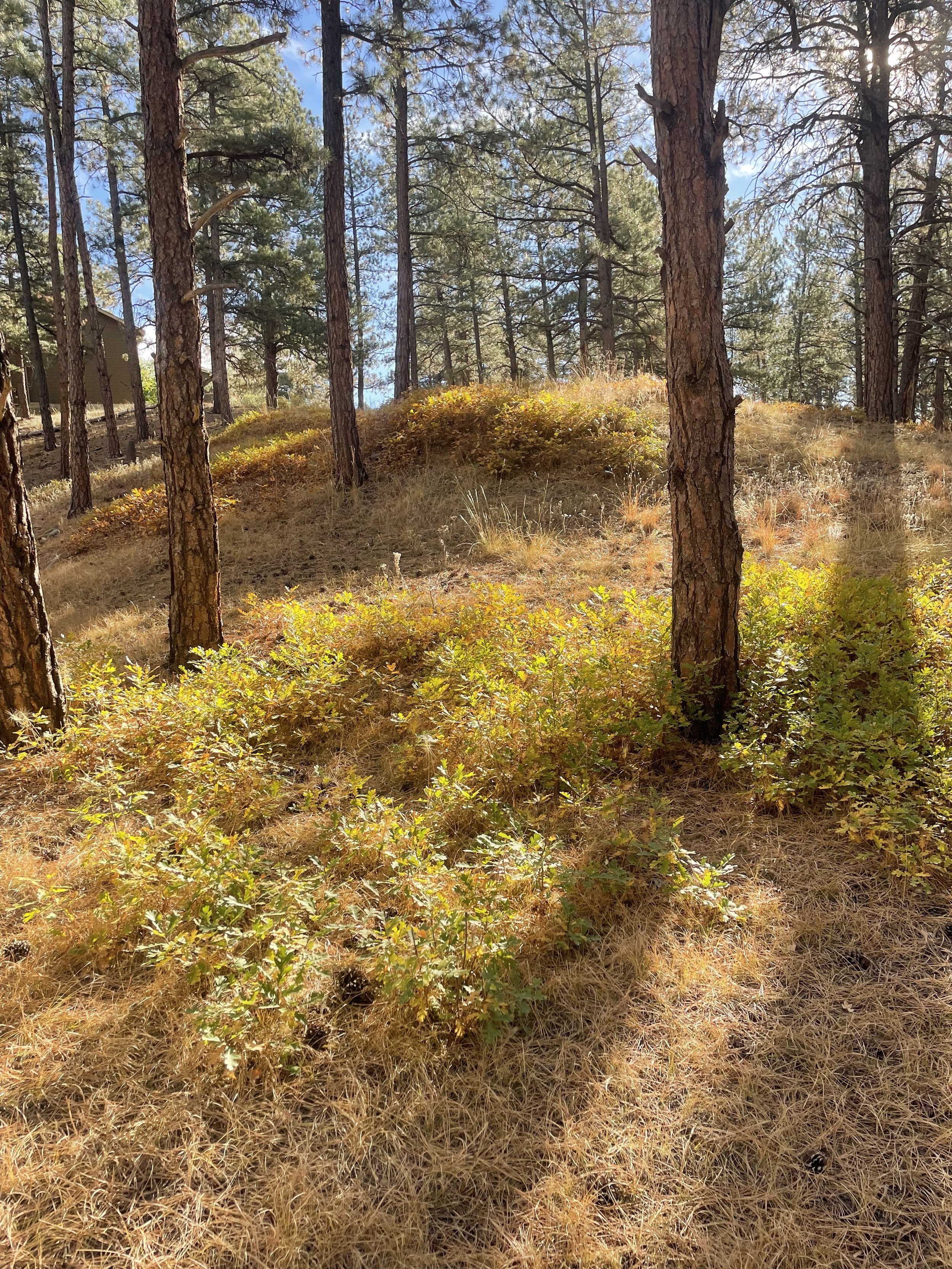 Before oak scrub 2.jpeg