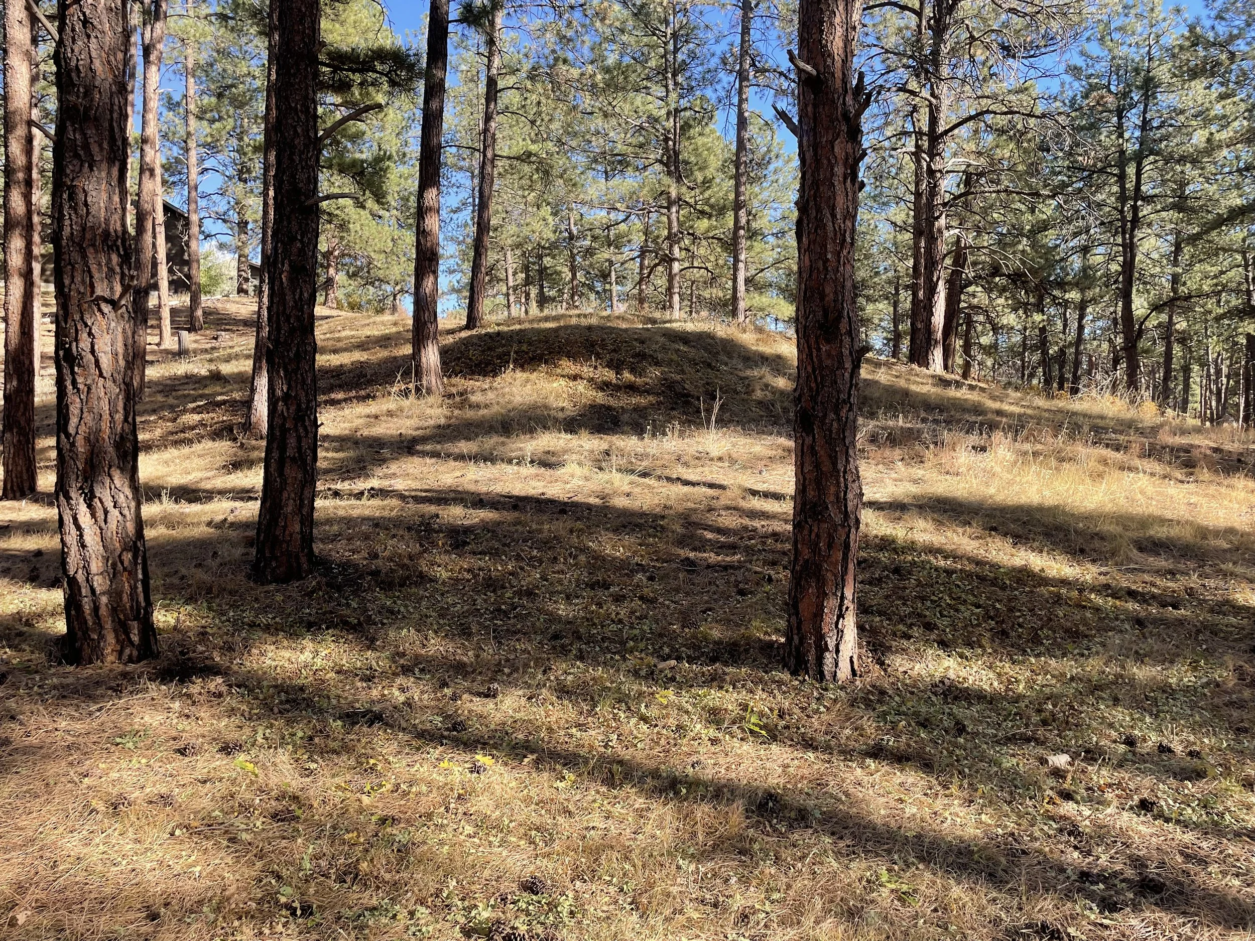 After no oak scrub.jpeg