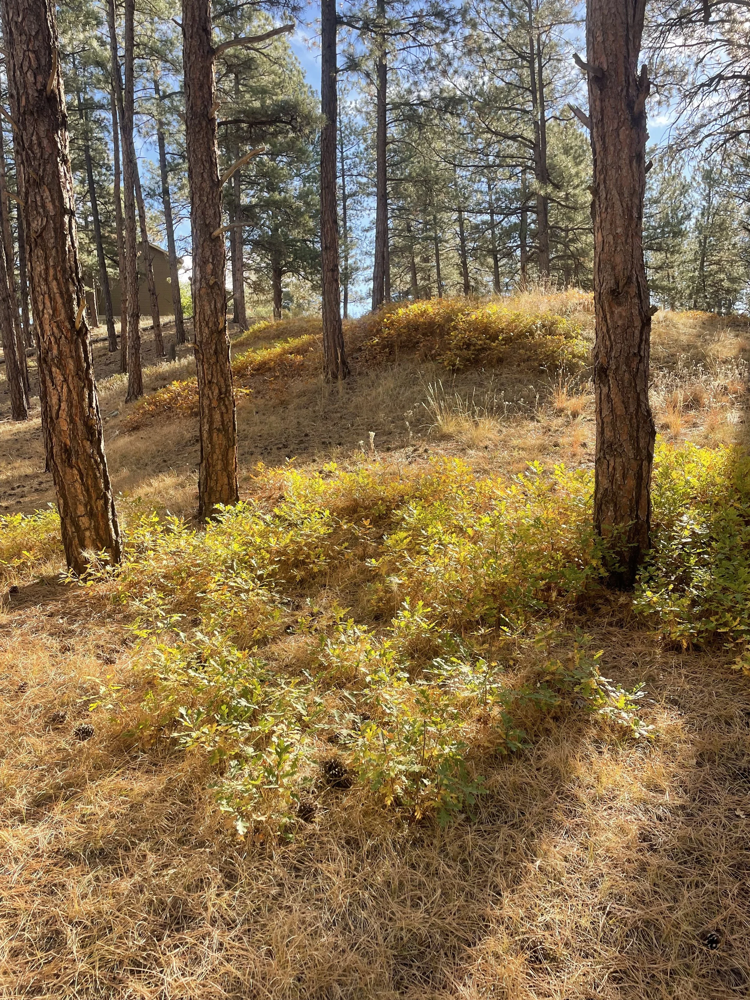 Before oak scrub.jpeg